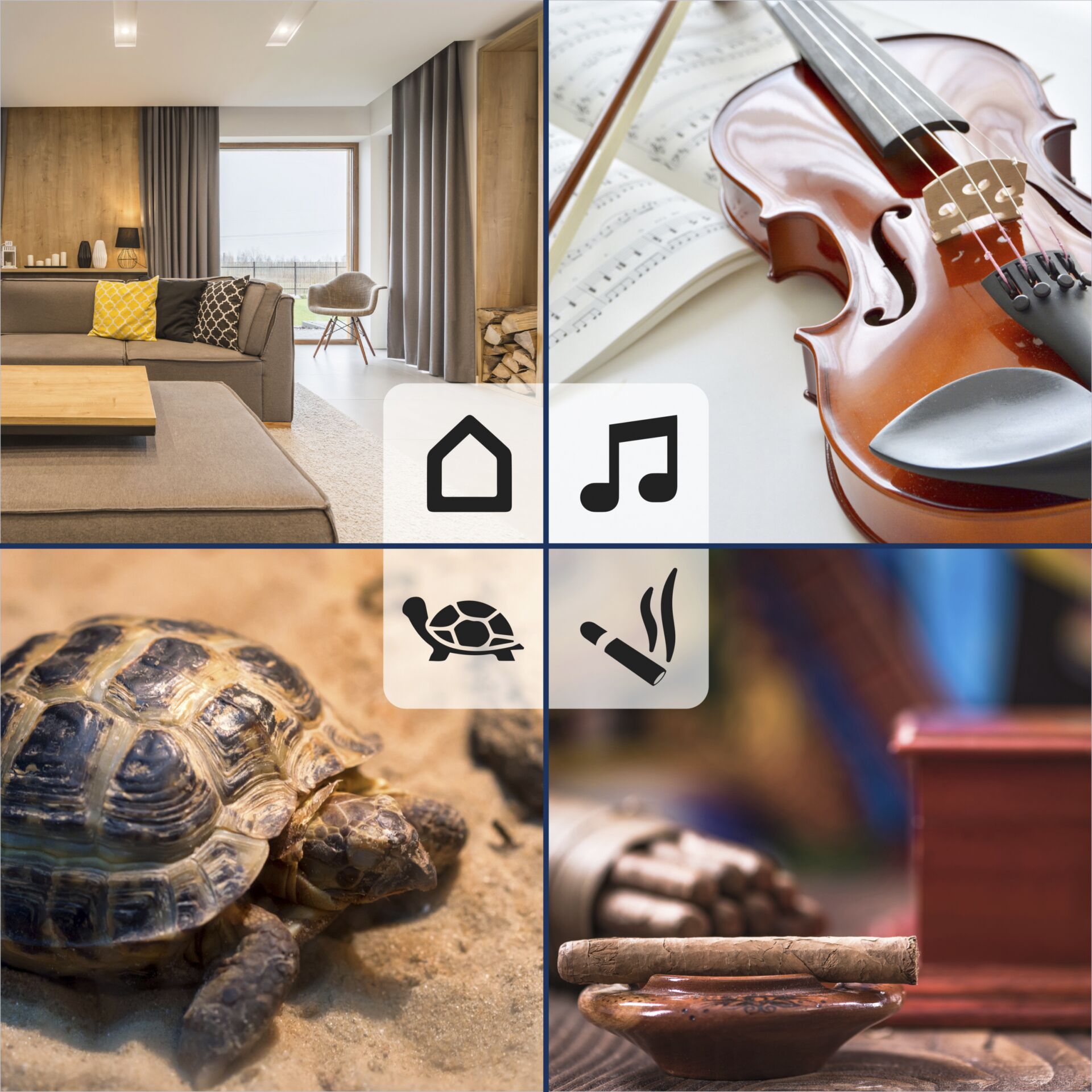 Leben im Meer, Schildkröte, Geige, Couch