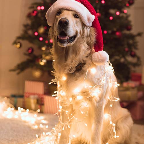 Hund, Säugetier, Haustier