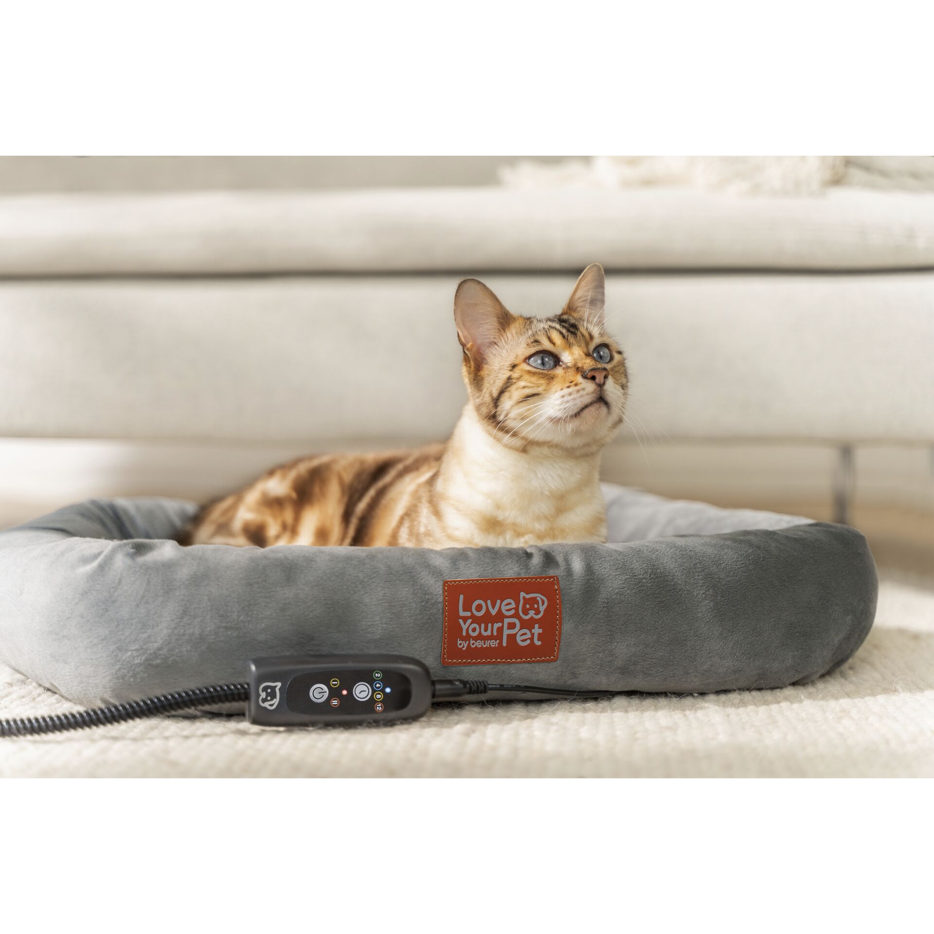 Tier, Haustier, Säugetier, Hund, Katze