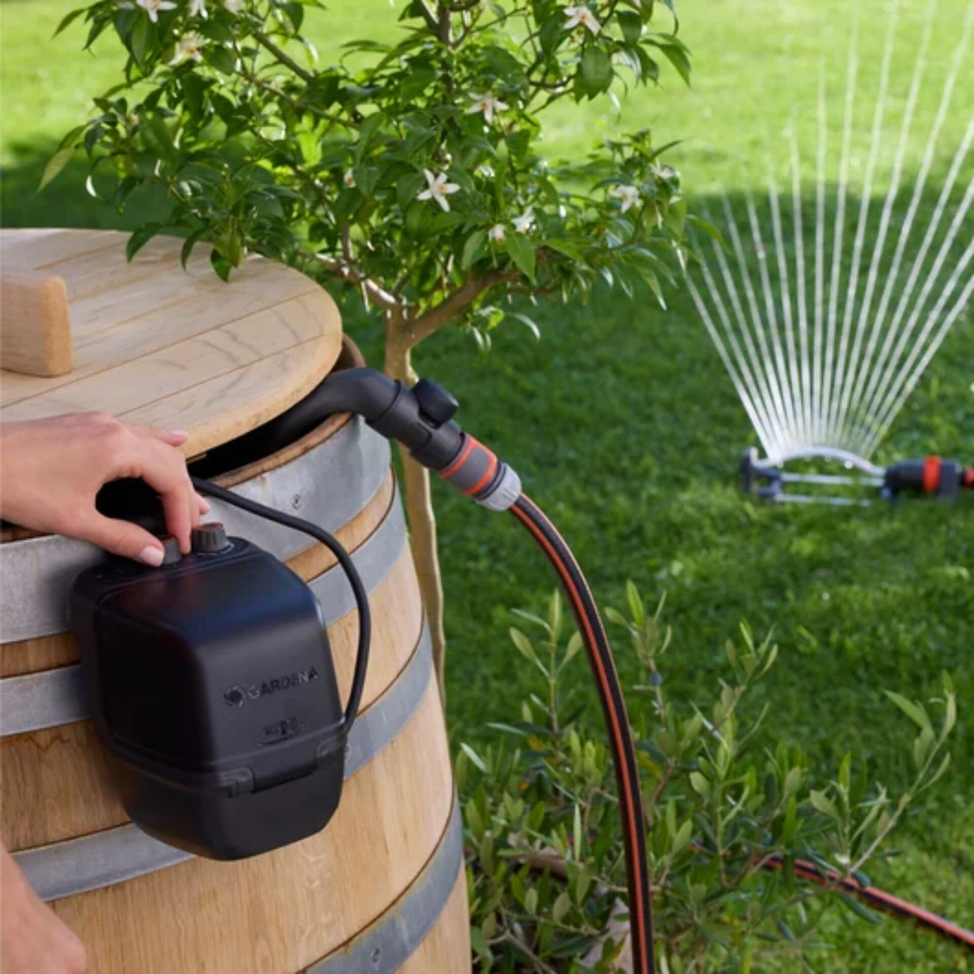 Drinnen, Innenarchitektur, Gras, Pflanze, Wasser