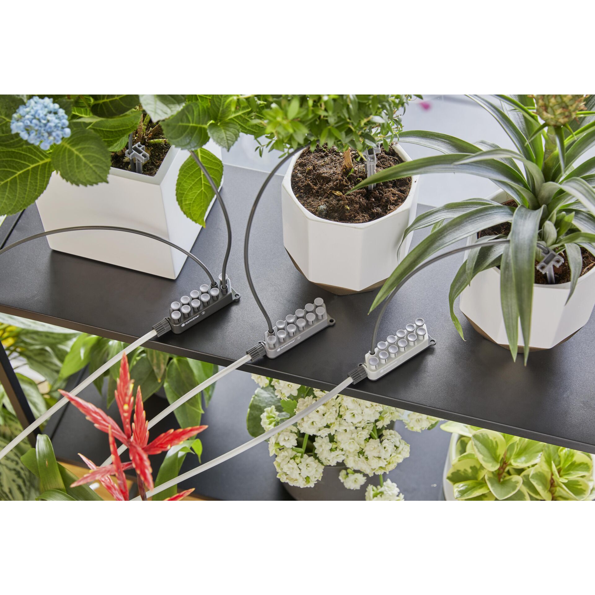 Pflanze, Pflanze im Topf, Krug, Pflanzgefäß, Blume