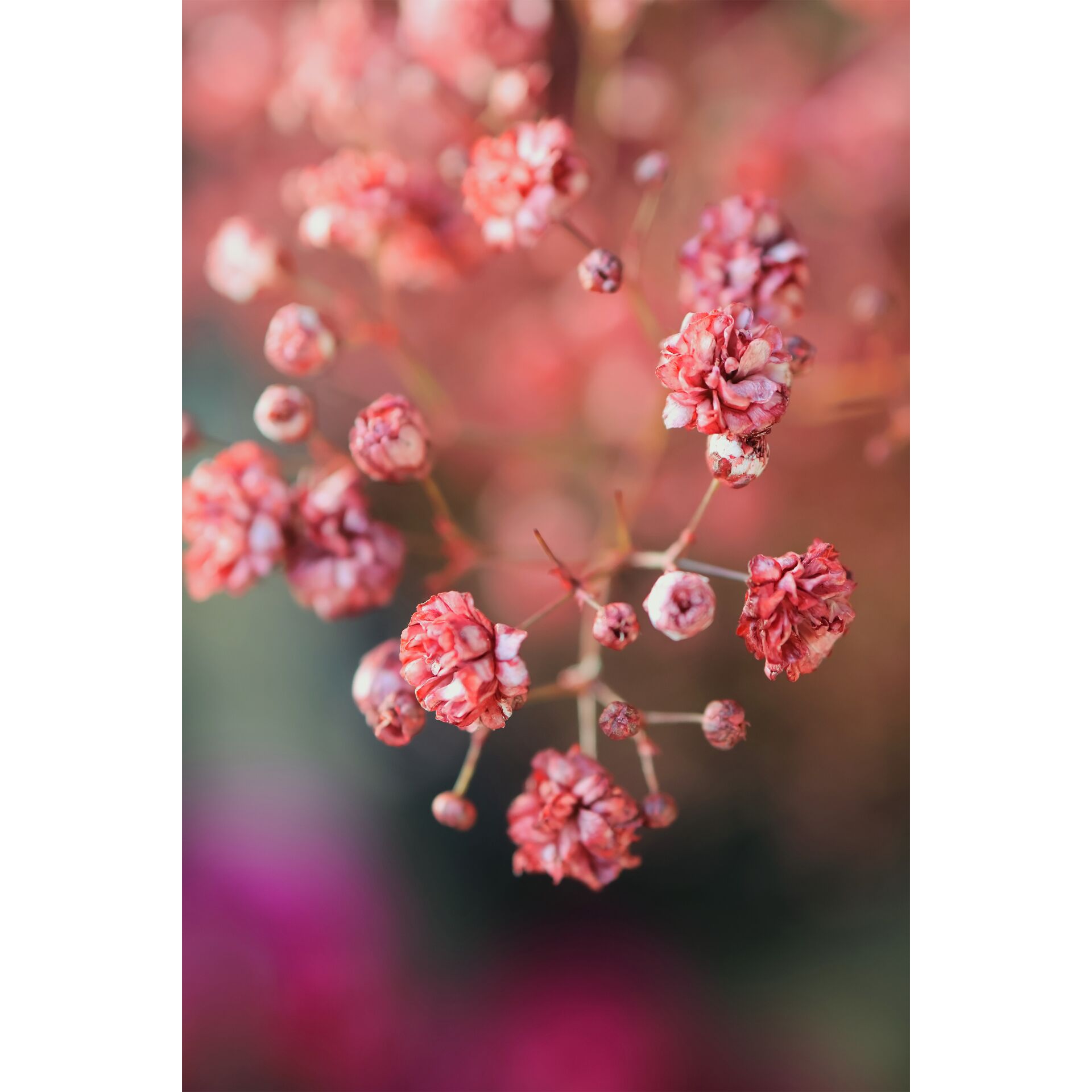 Knospe, Blume, Beere, Obst, Blatt