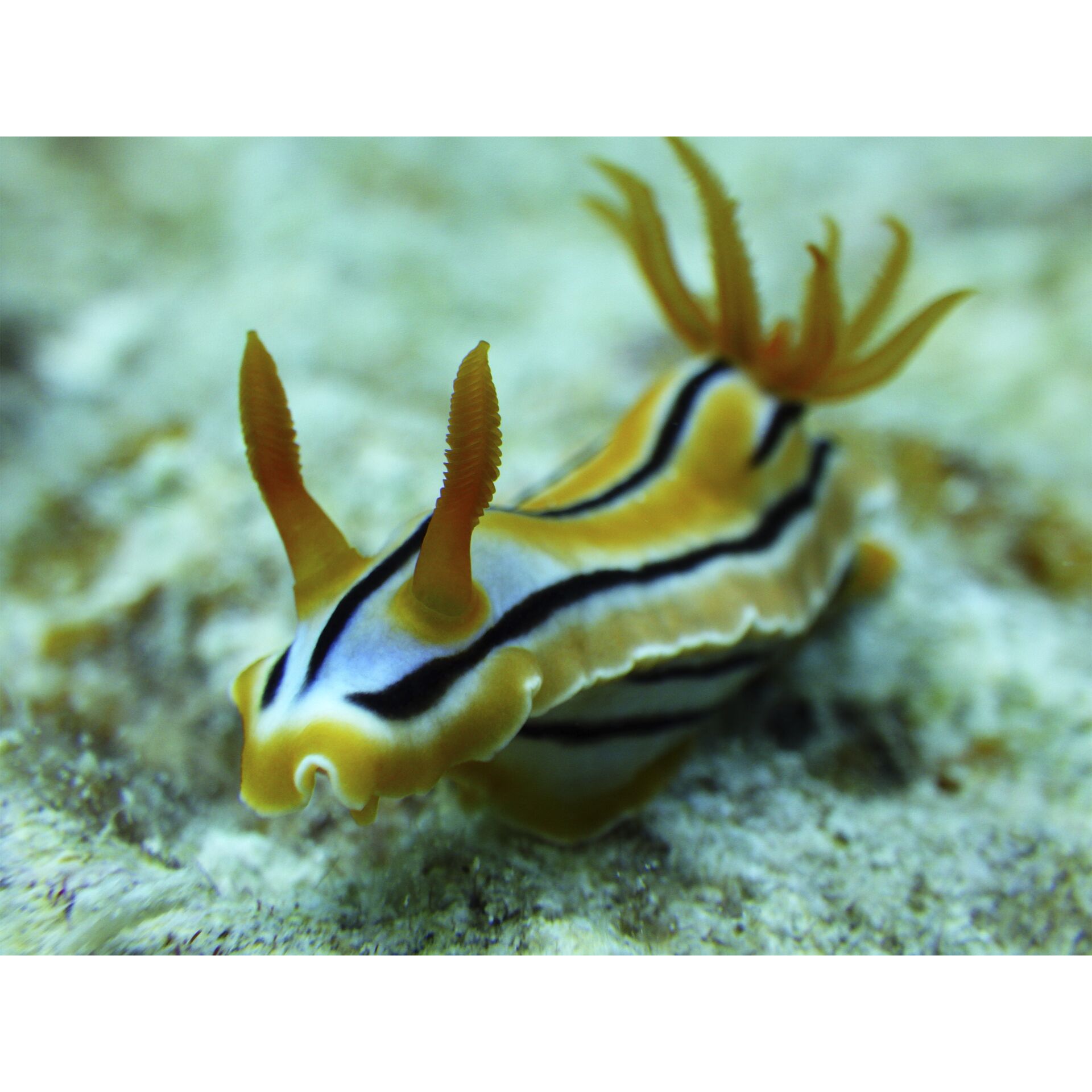 nudibranch, sea slug, gelb, orange, gestreift