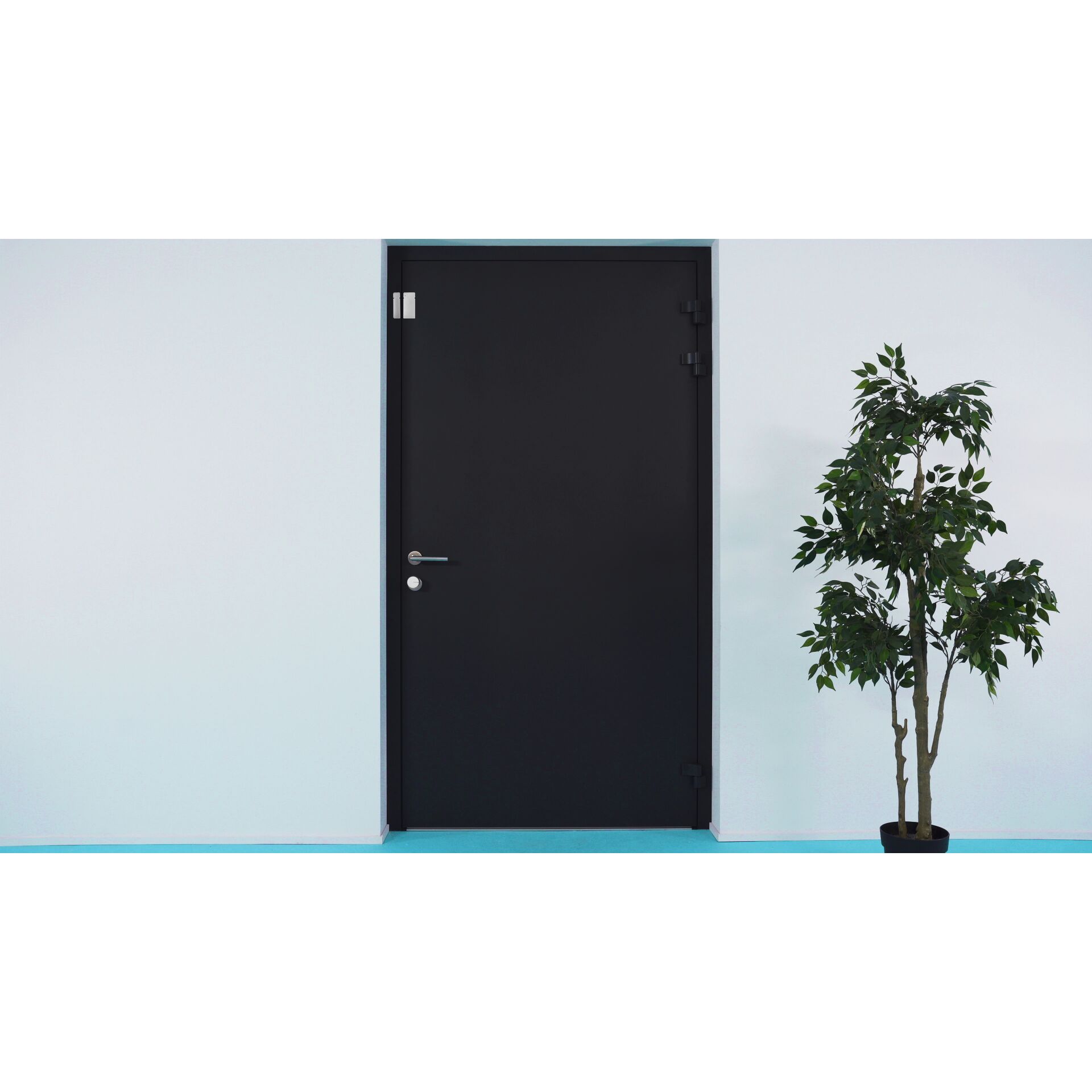 Tür, Pflanze, Baum, Topfpflanze