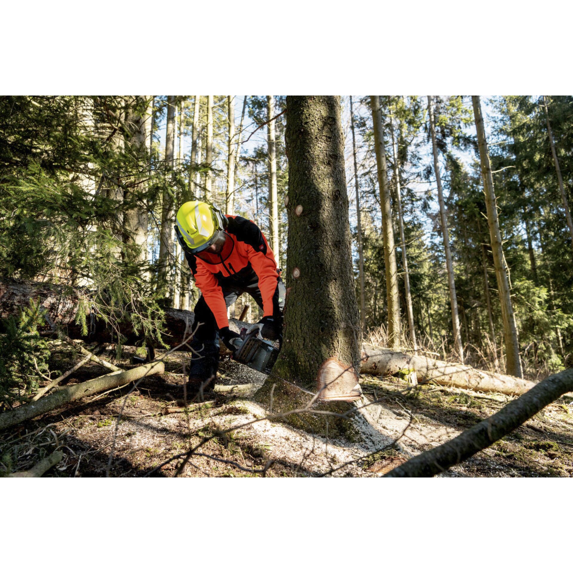 Pflanzenwuchs, Baum, Schutzhelm, Person, Arbeiter