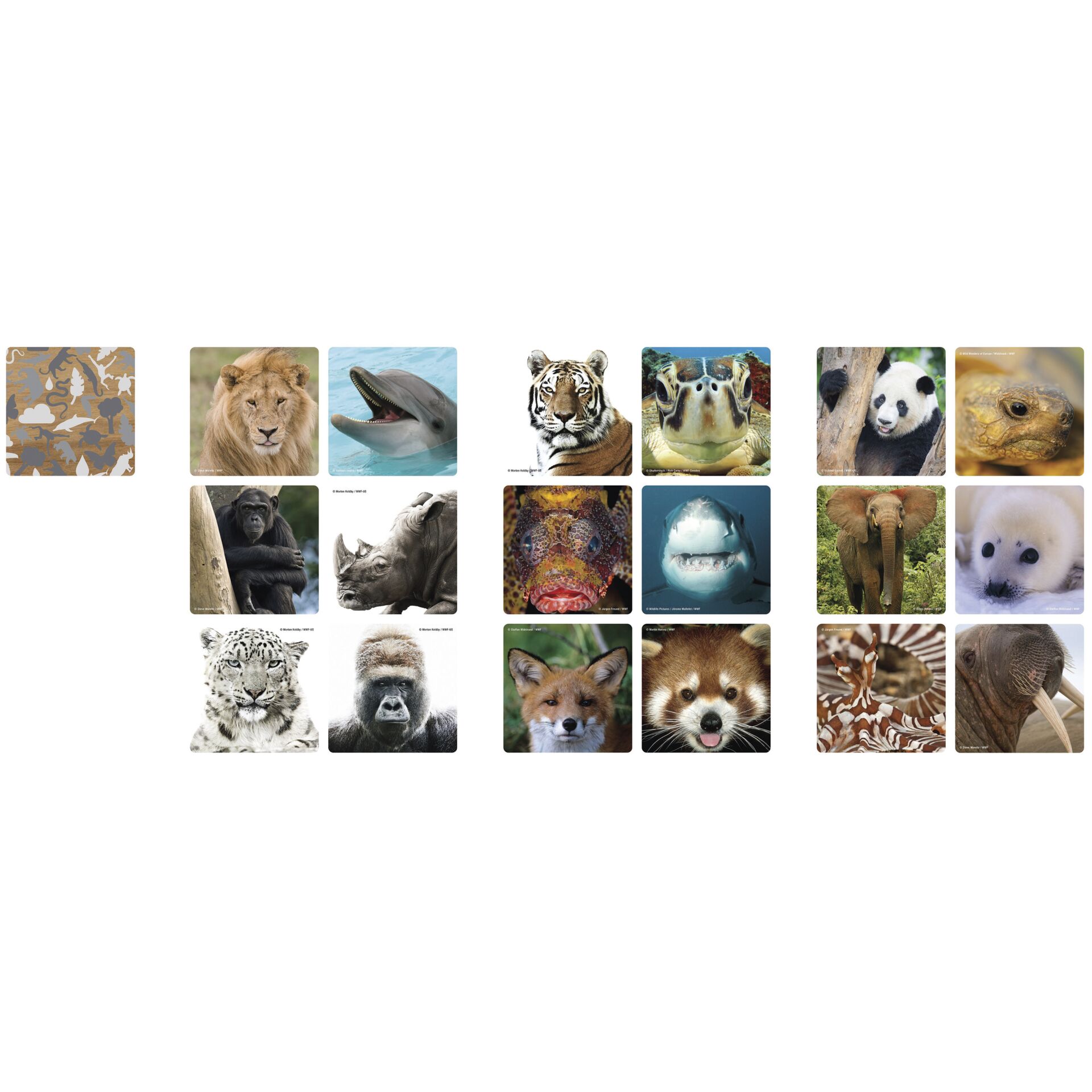Collage, Löwe, Tiger, Bär, Hund