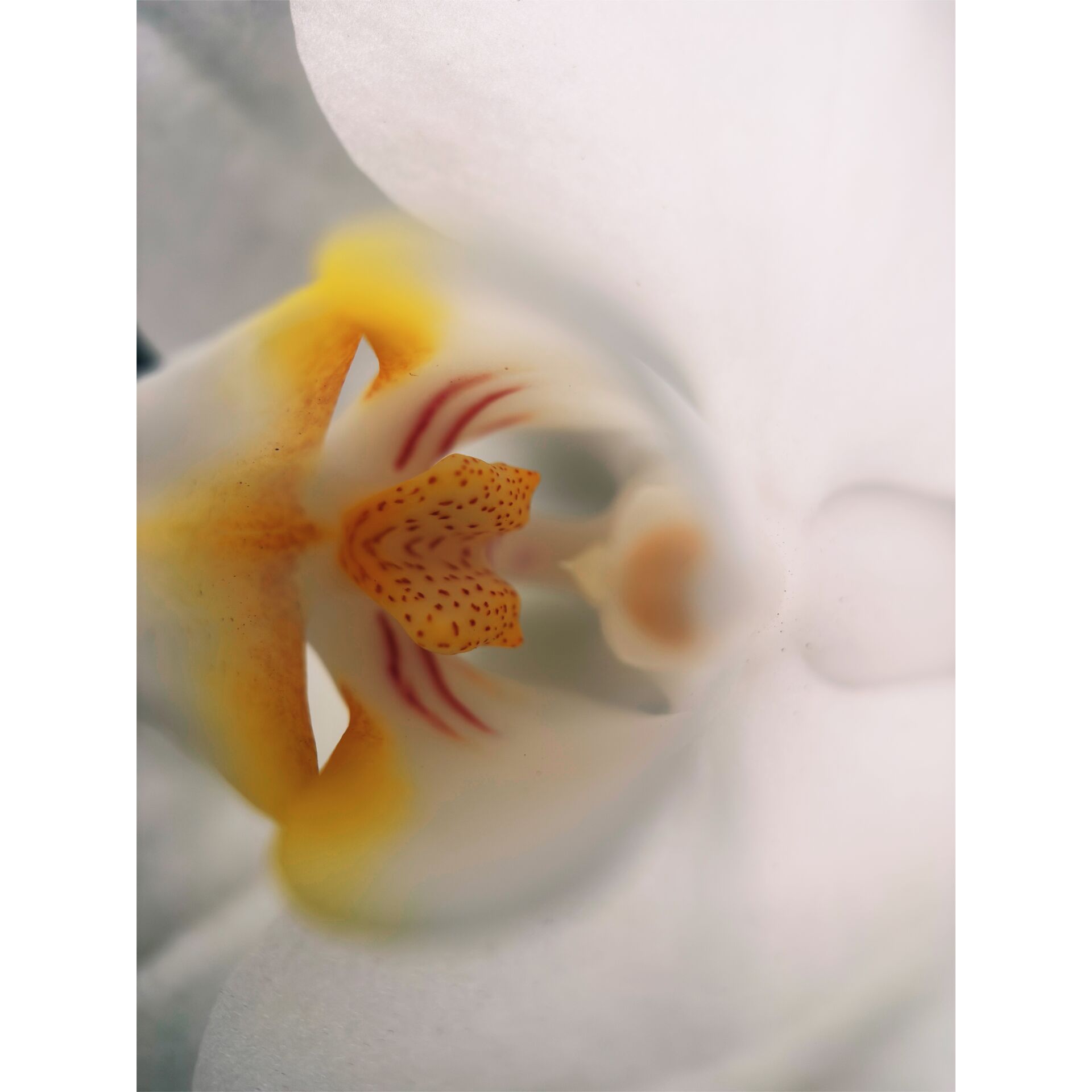 orchid, Blume, weiße Blütenblätter, gelbes Zentrum, Makroaufnahme