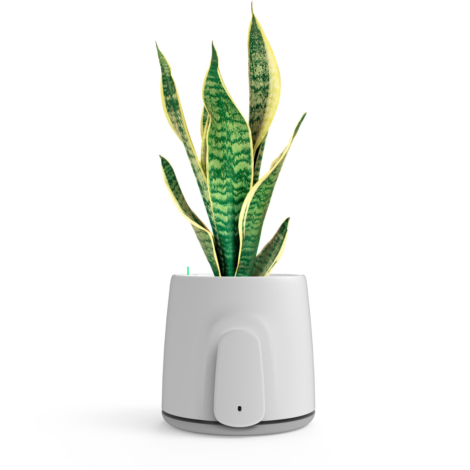 Pflanze, Pflanzgefäß, Topfpflanze, Töpferei, Vase