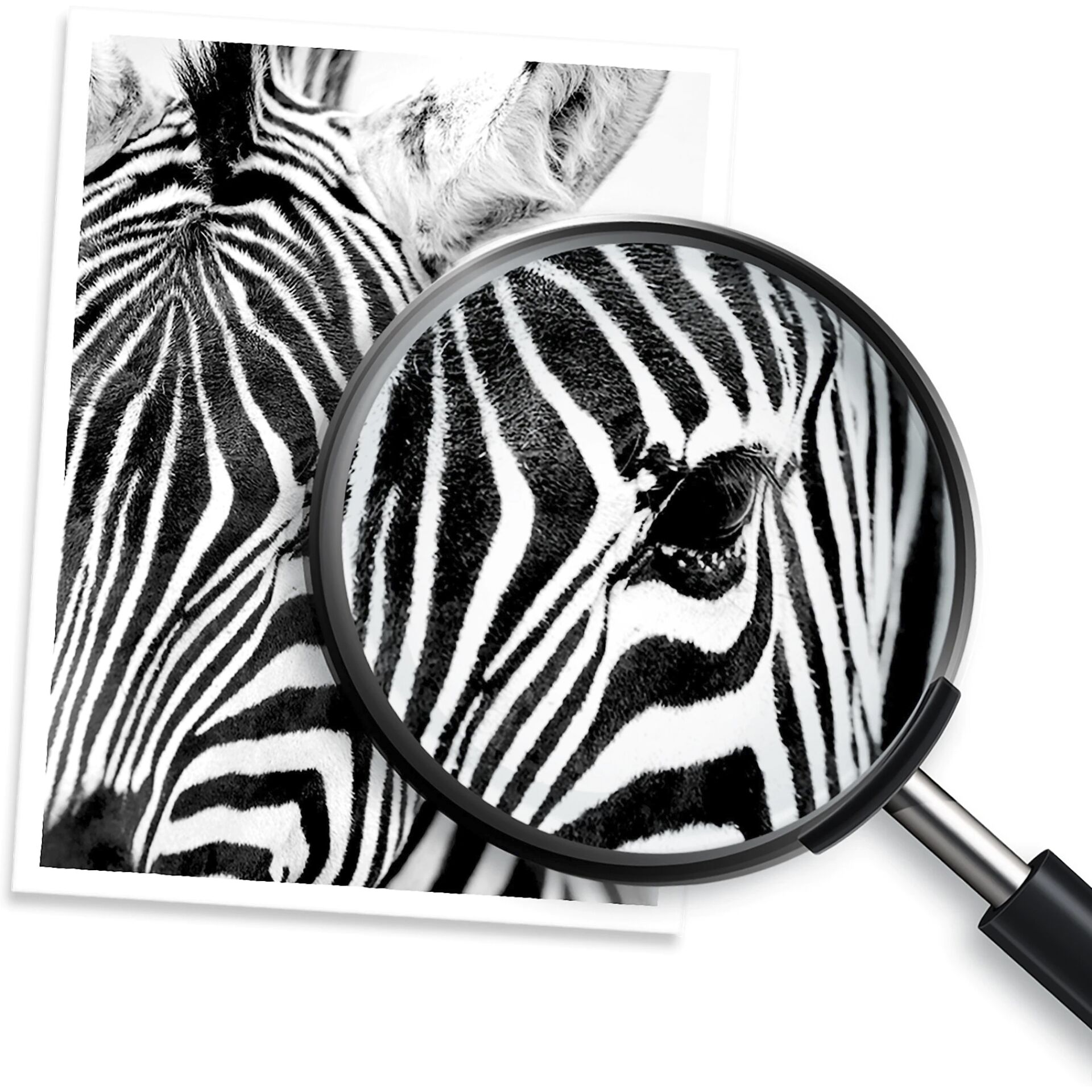 Tier, Säugetier, Tierwelt, Zebra