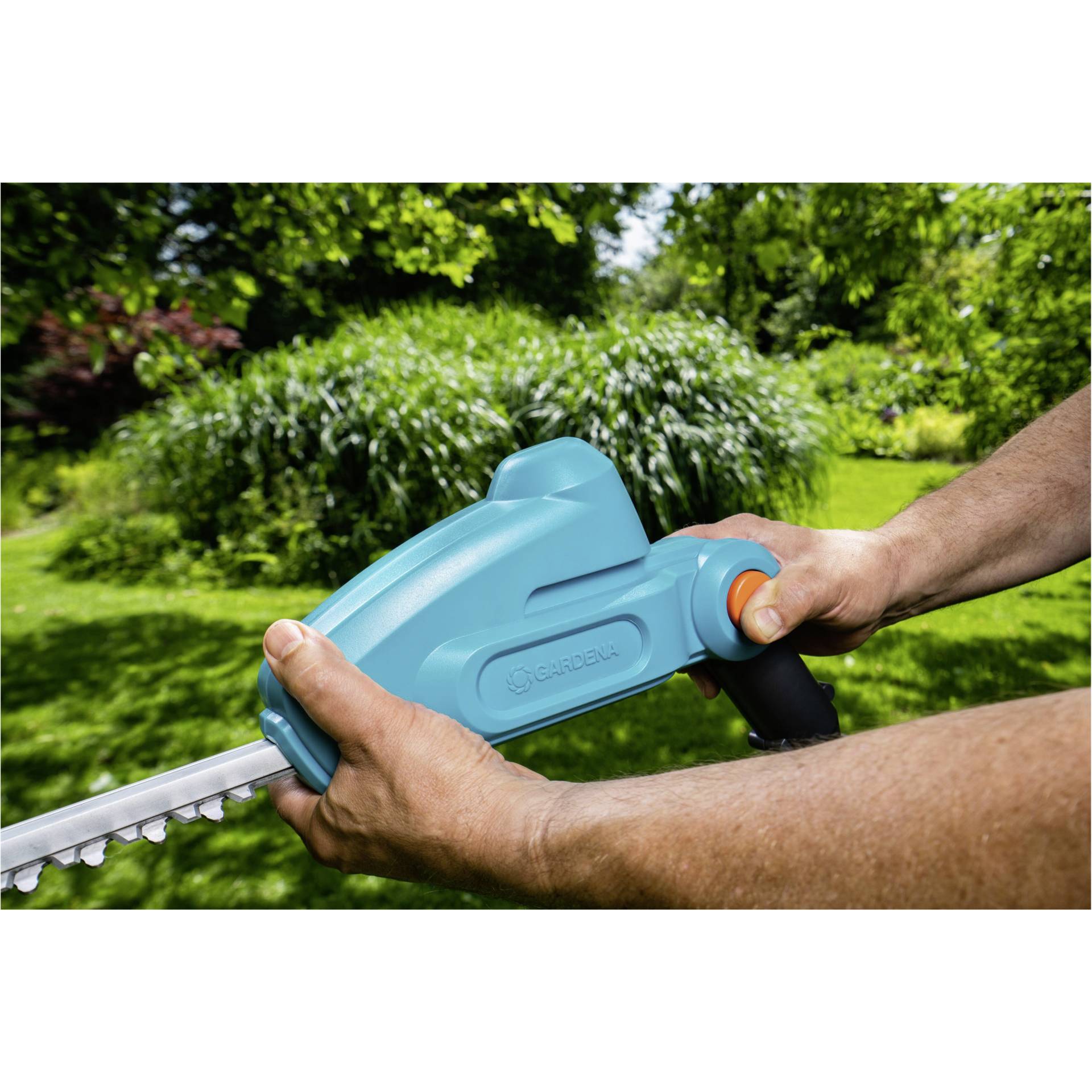 Gras, Pflanze, Rasen, Drinnen, Innenarchitektur