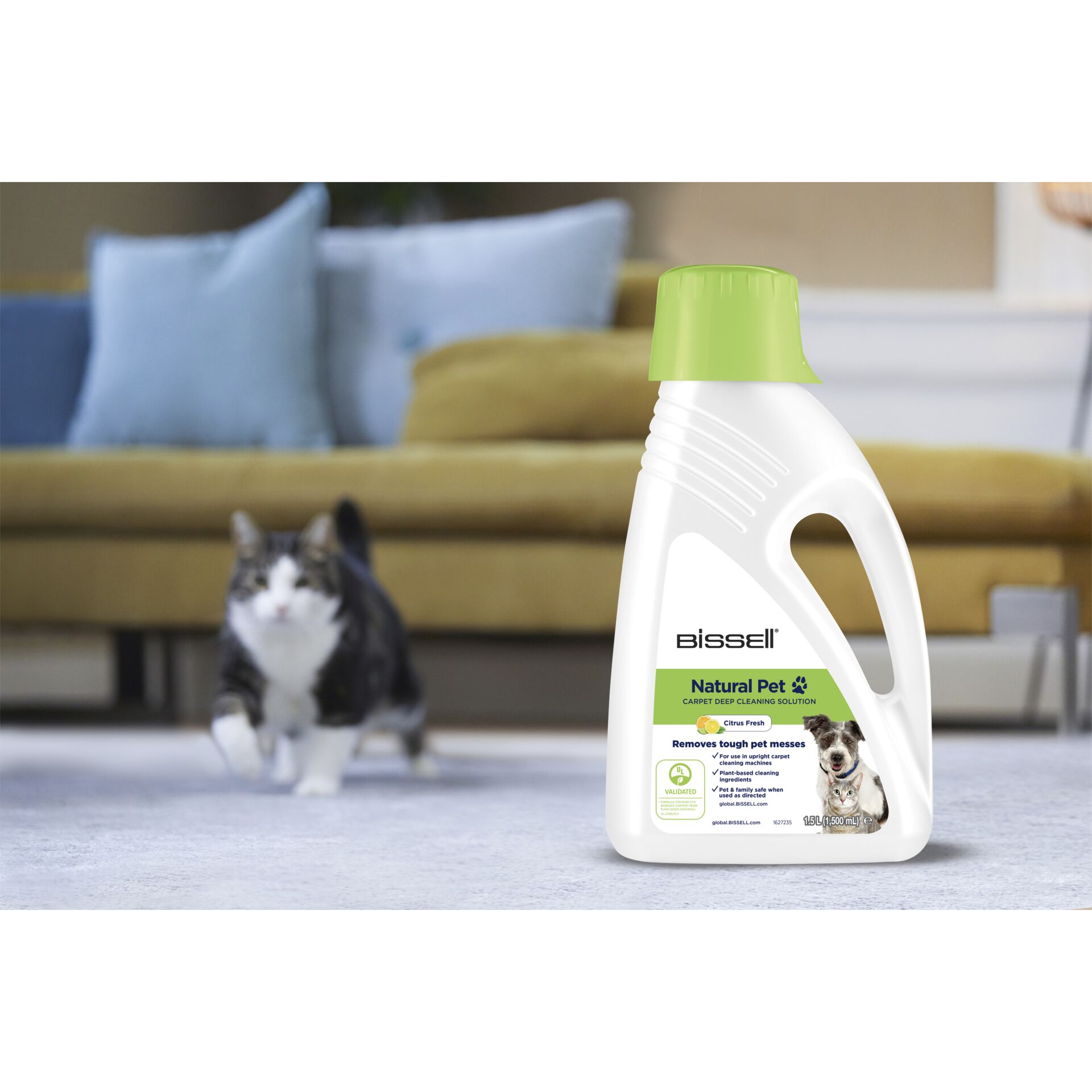 Couch, Mobiliar, Katze, Säugetier, Haustier