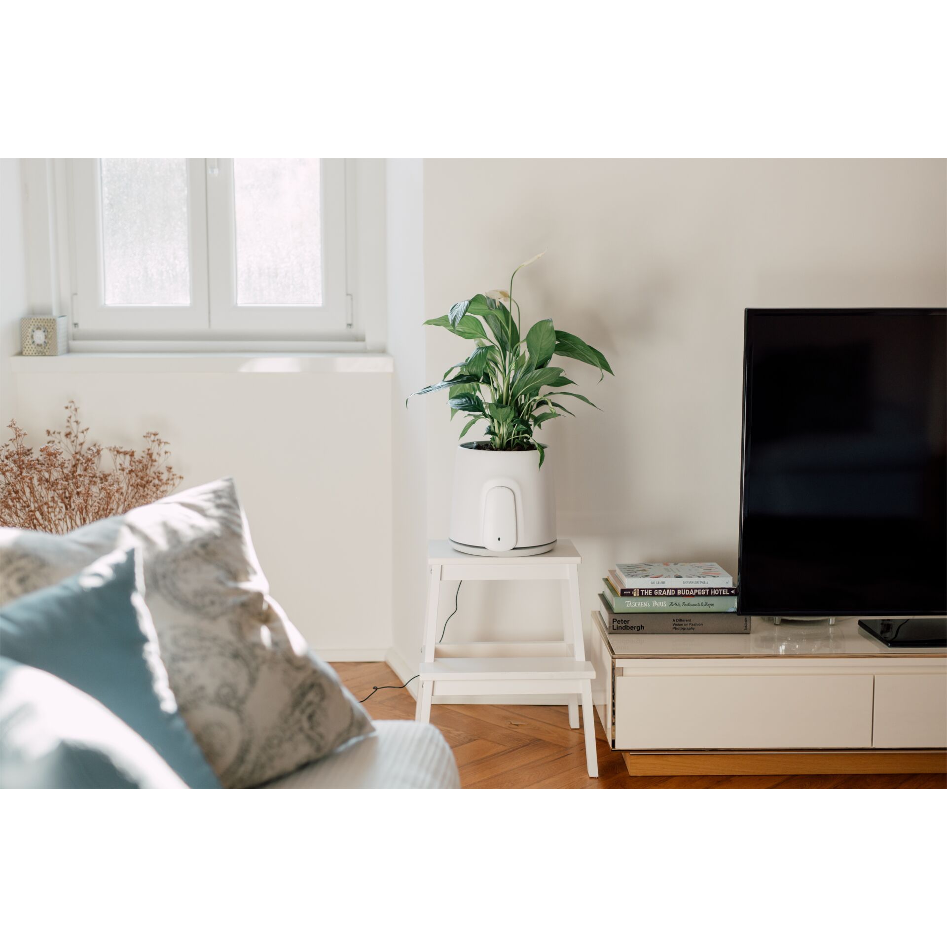 Computerausrüstung, Überwachen, Bildschirm, Innenarchitektur, Pflanze im Topf