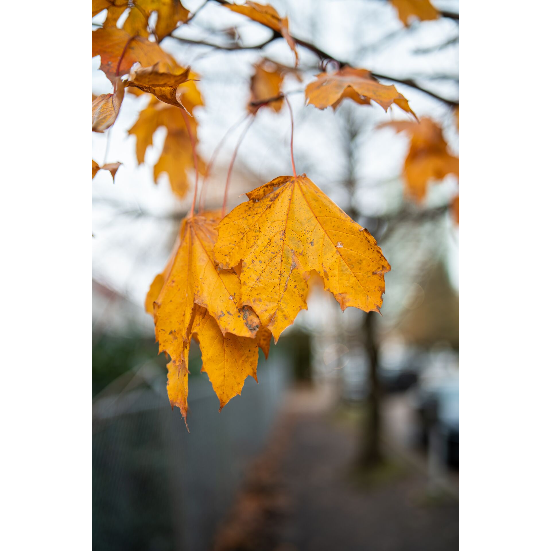 Blatt, Pflanze, Baum, Ahorn