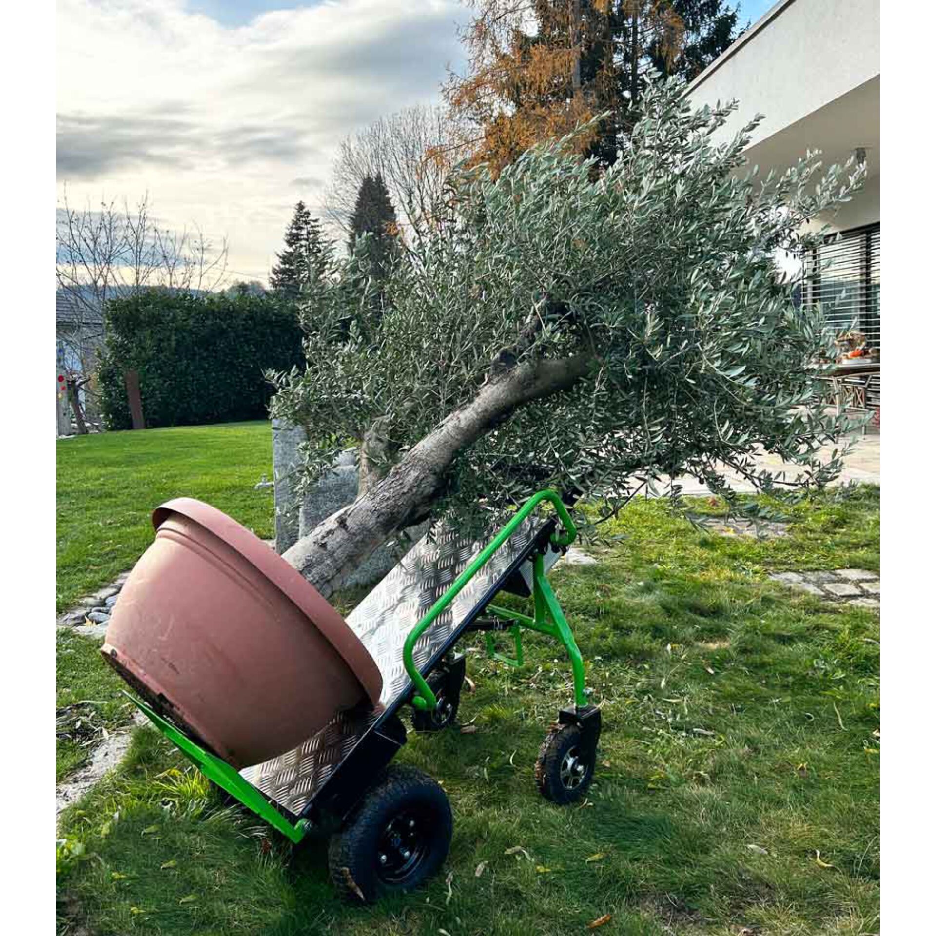 Gras, Rasen, Rasenmäher, Pflanze, Werkzeug