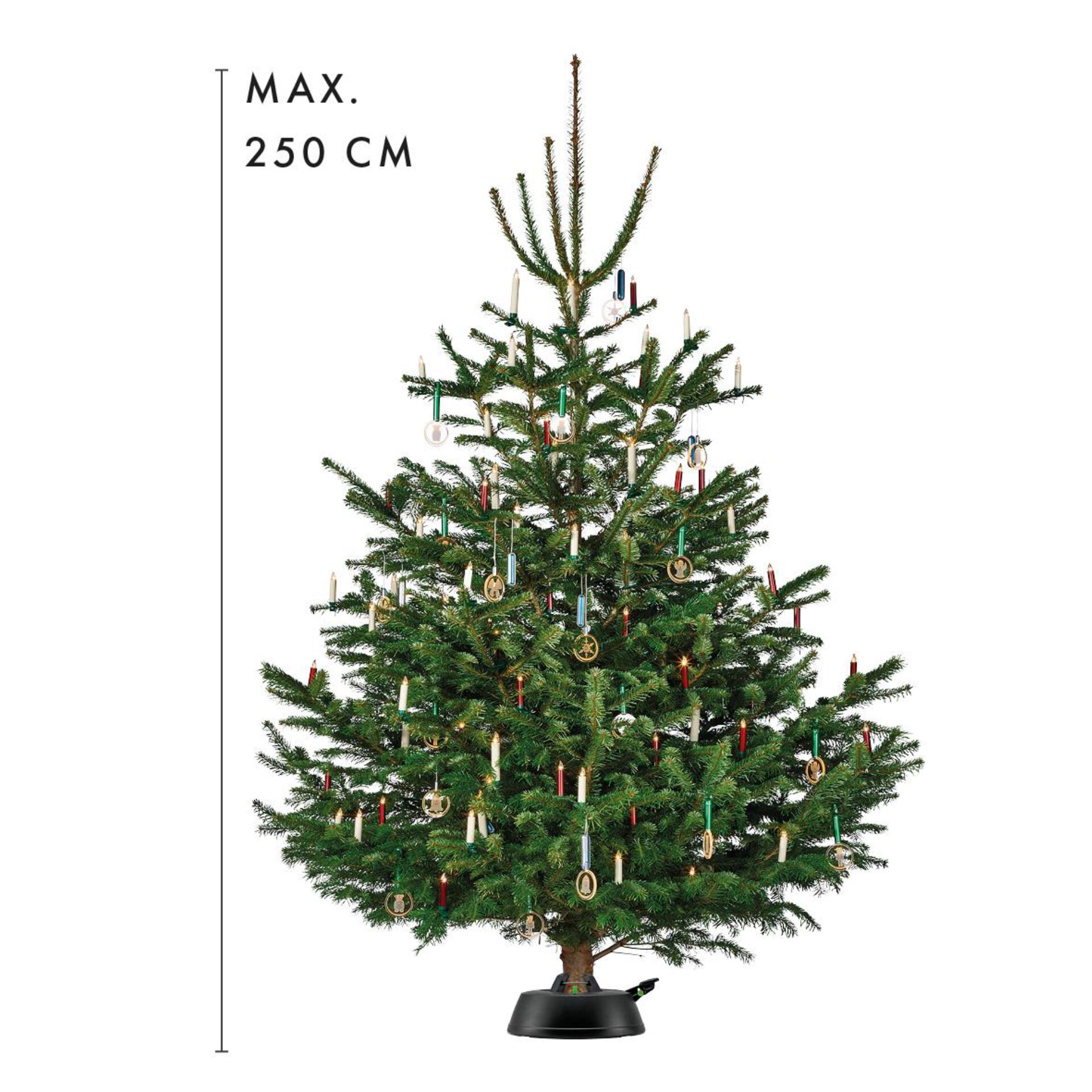 Pflanze, Baum, Kiefer, Weihnachtsdekorationen, Festival