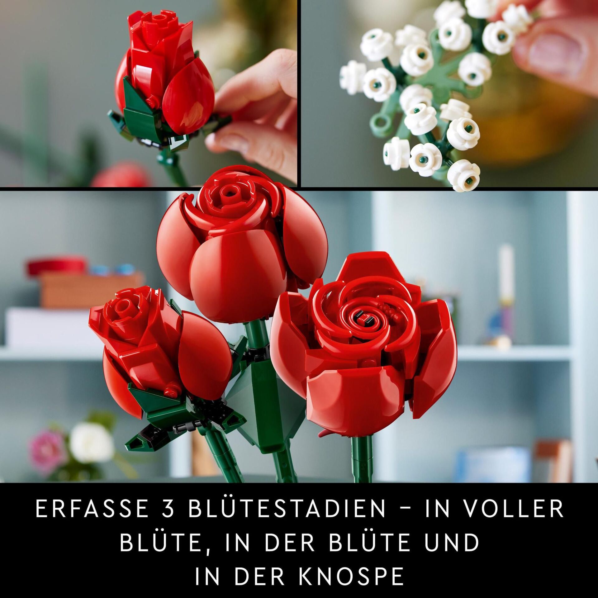 Blume, Rose, Blumen-Arrangement, Blumenstrauß, Blütenblatt