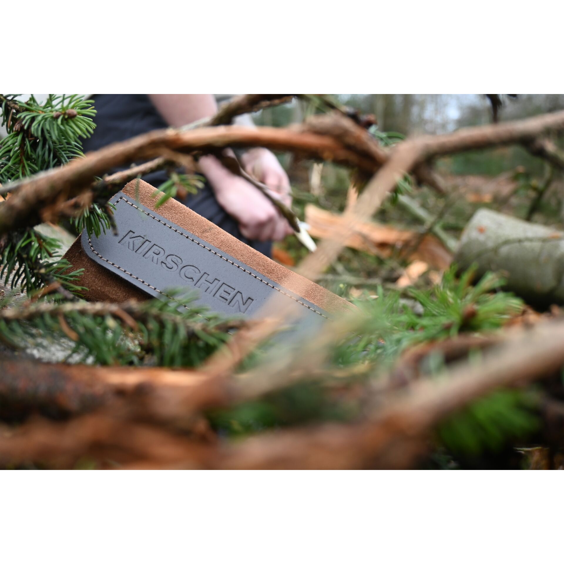 Baum, Konifer, Tanne, Bewuchs, Blatt