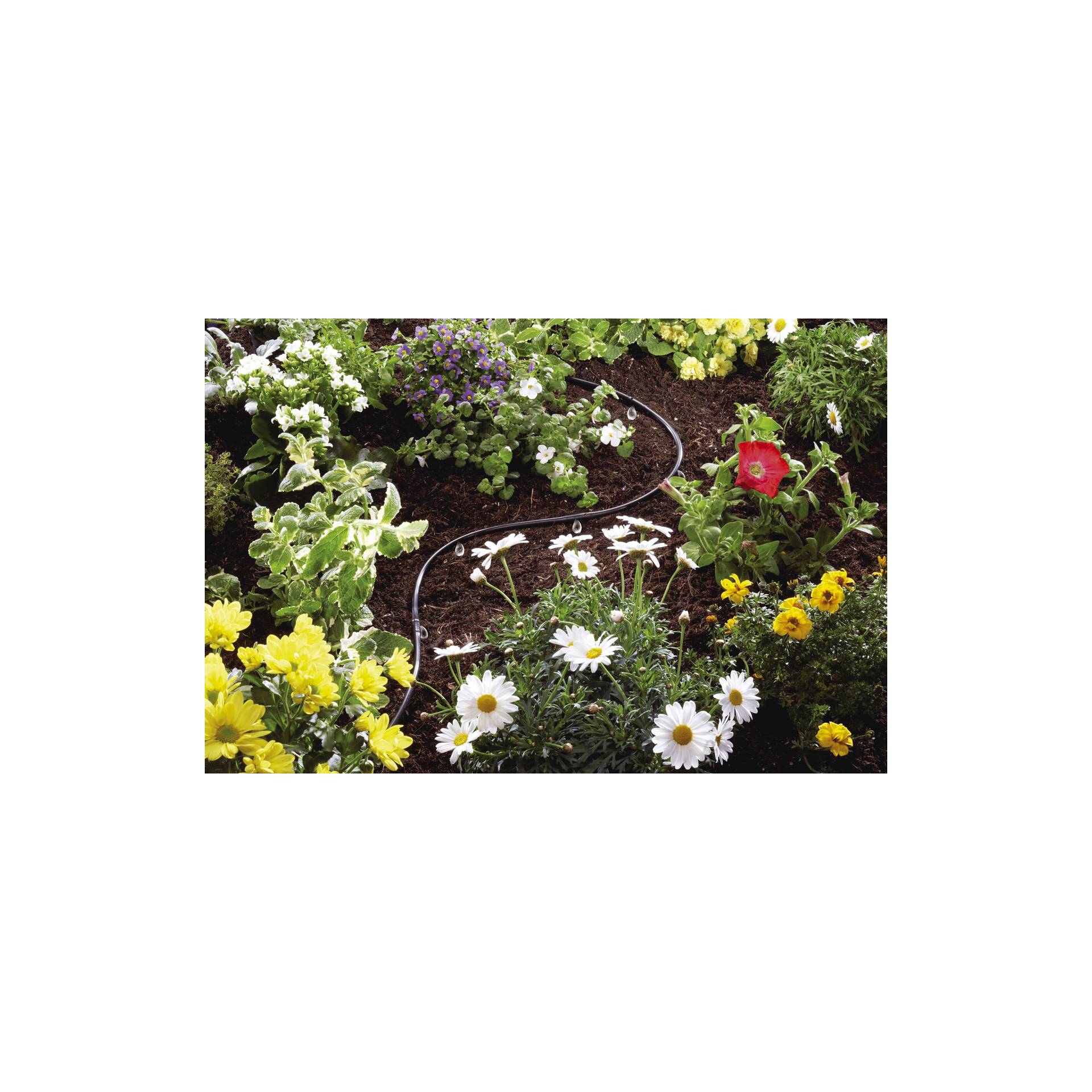 Gänseblümchen, Garten, Kräuterig, Topfpflanze, Anemone