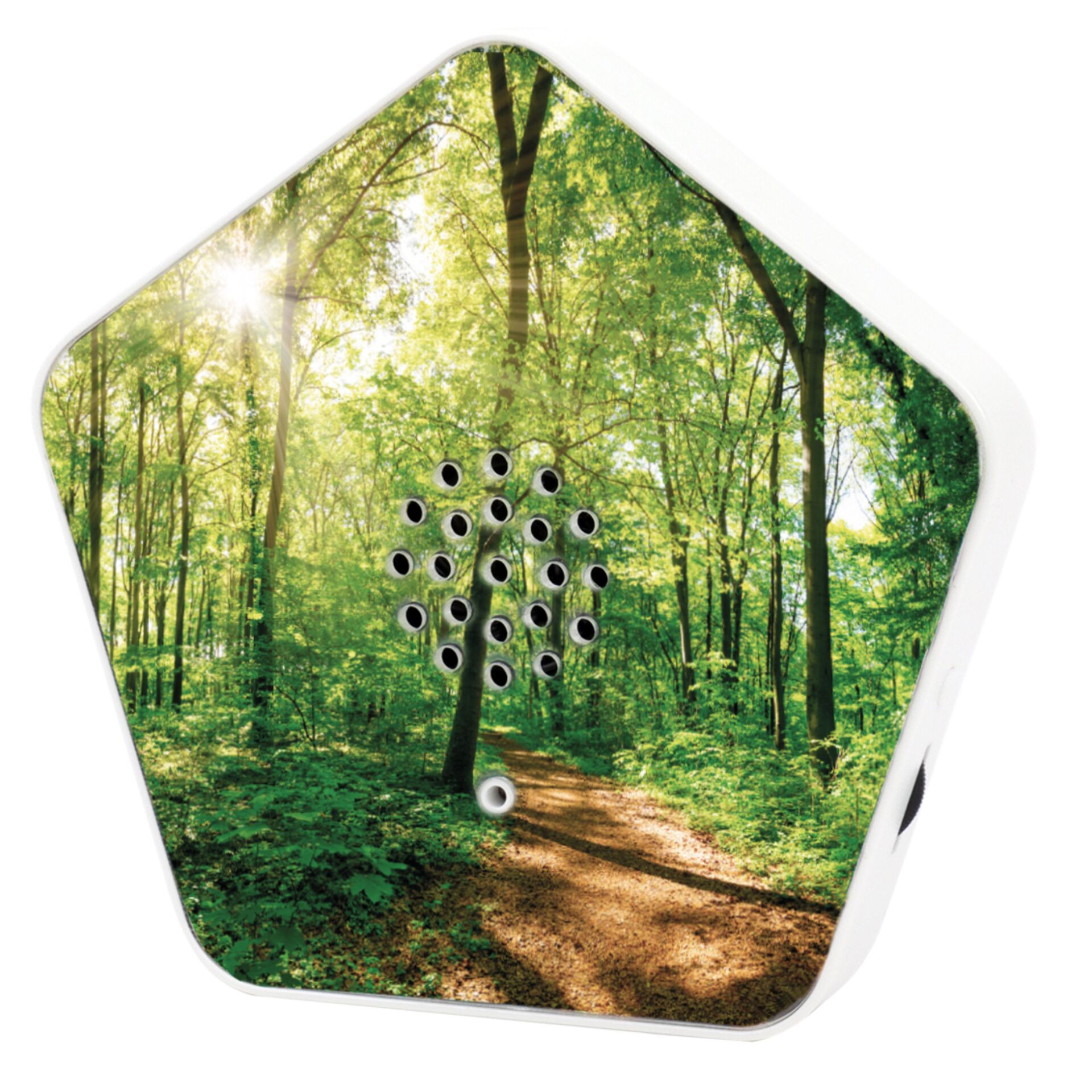 Pflanzenwuchs, Land, Wald, Hain, Pfad