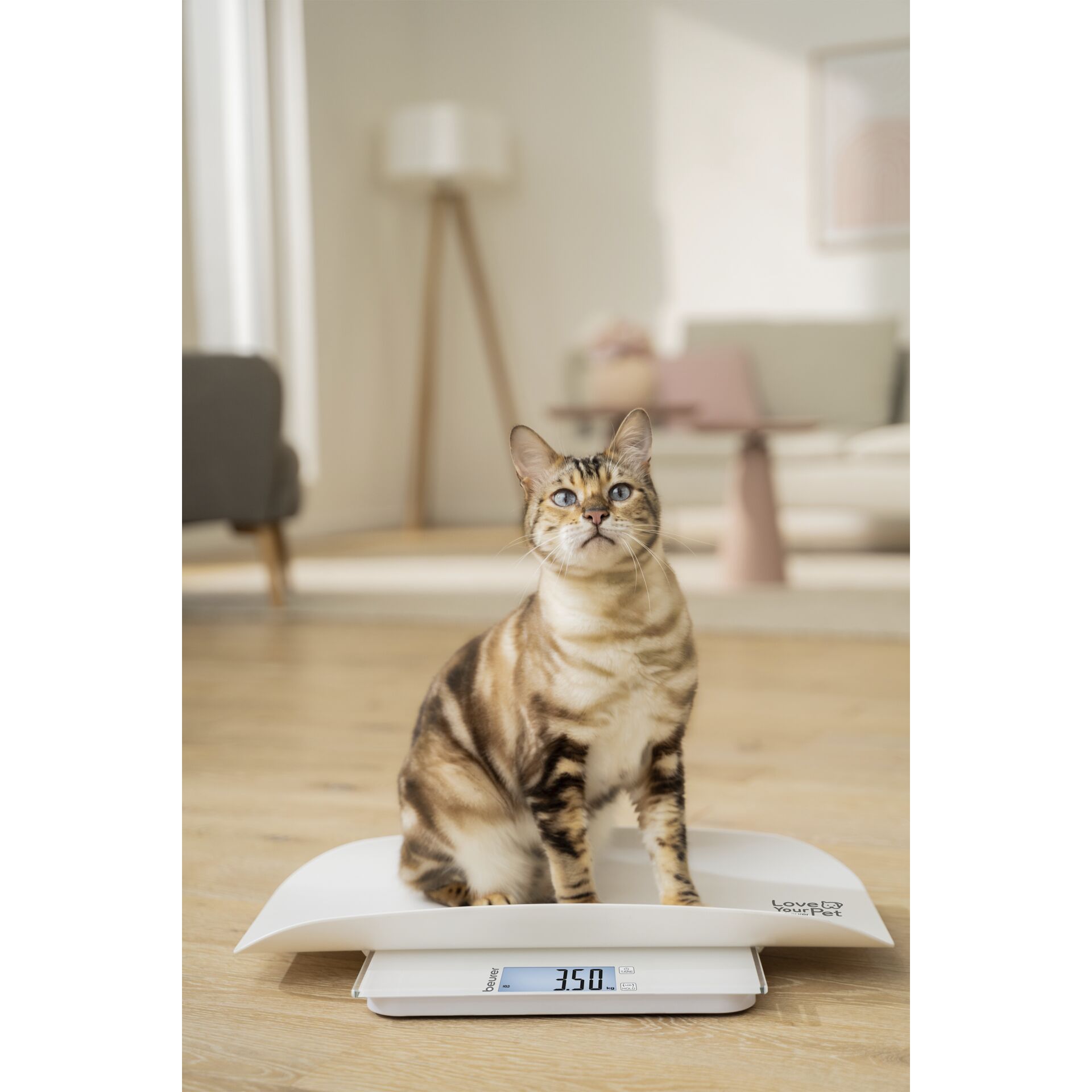 Tier, Katze, Säugetier, Haustier