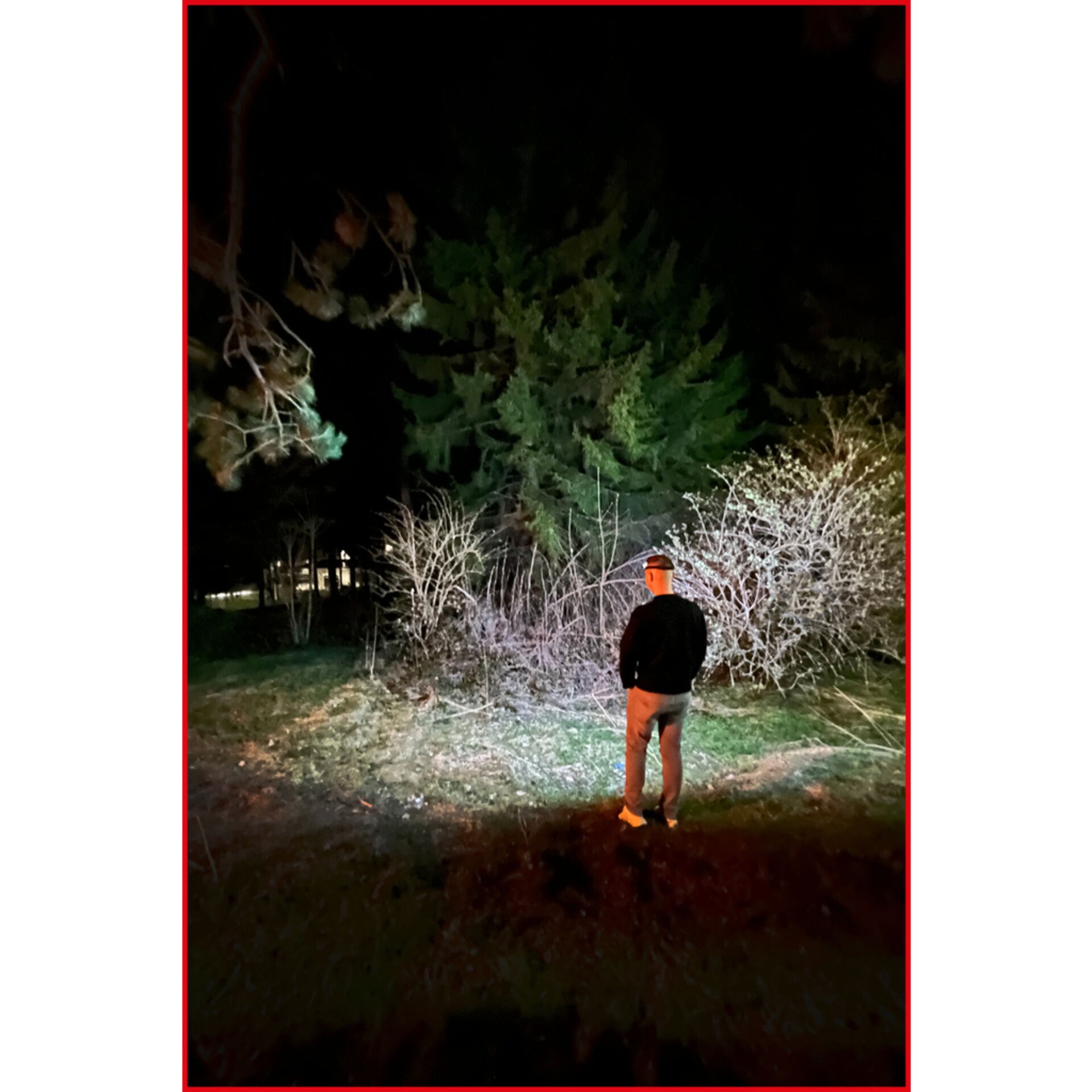 Hain, Baum, Bewuchs, Wald, Photographie