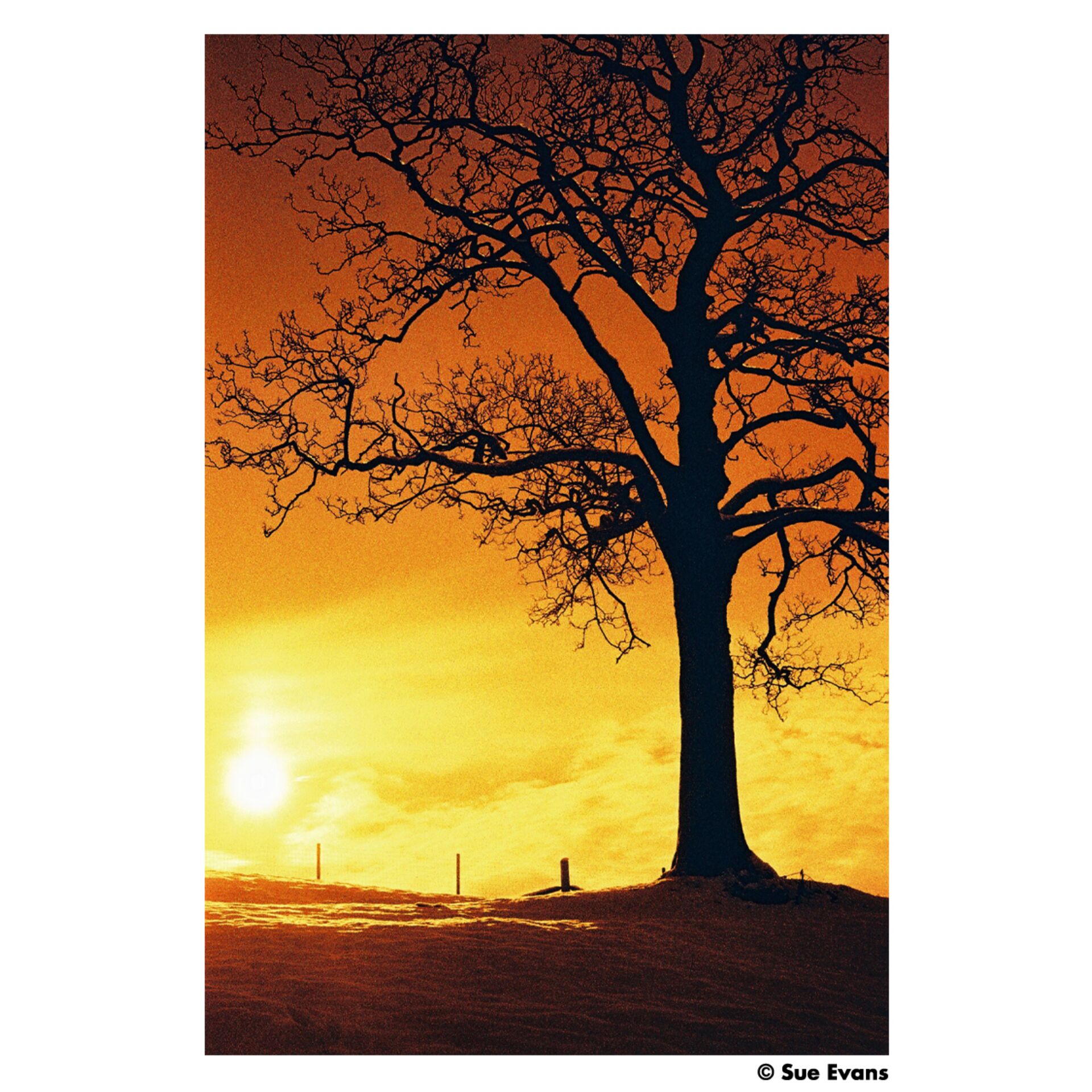 Himmel, Baum, Sonnenlicht, Sonnenaufgang, Sonnenuntergang