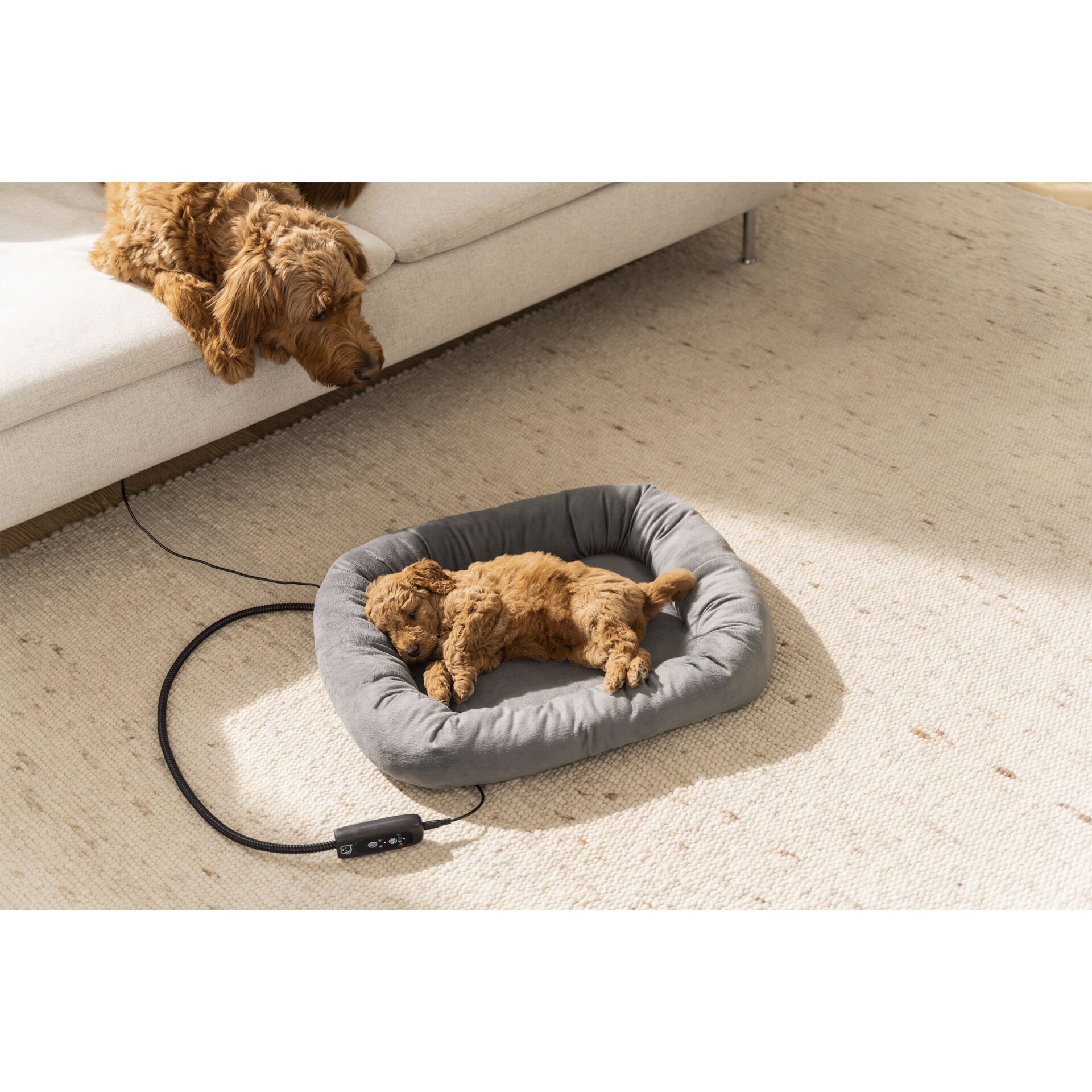 Tier, Hund, Säugetier, Haustier