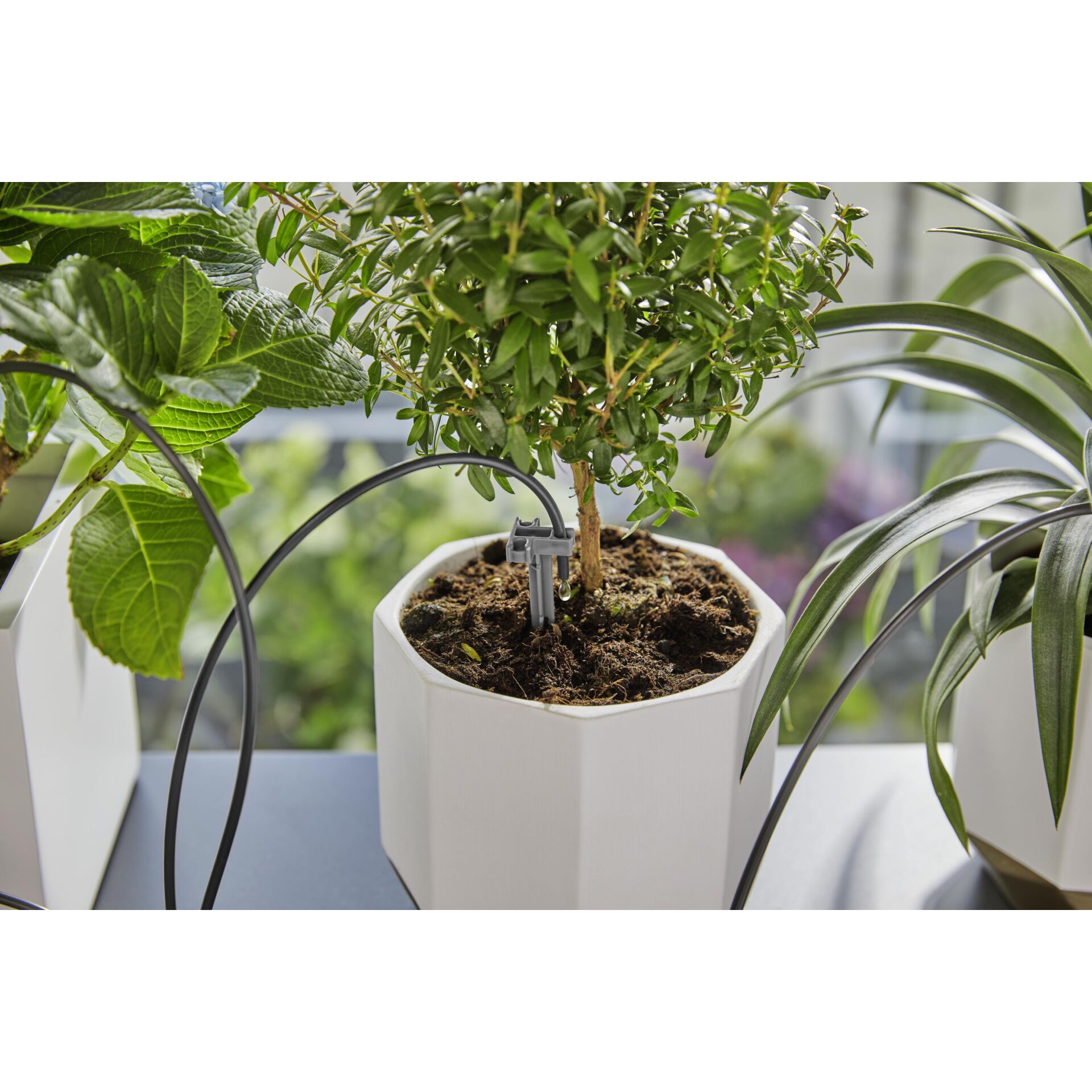 Pflanze, Pflanze im Topf, Krug, Pflanzgefäß, Töpferei