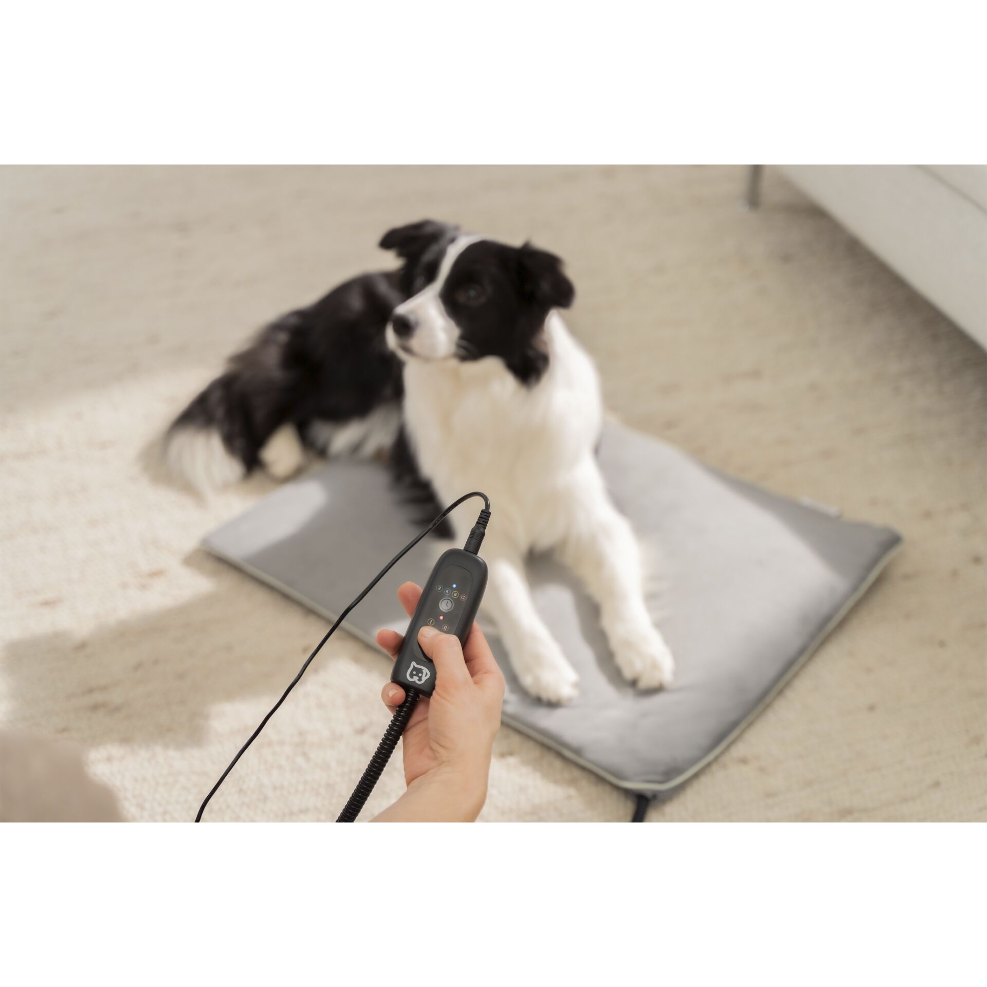 Zubehor, Riemen, Hund, Säugetier, Haustier