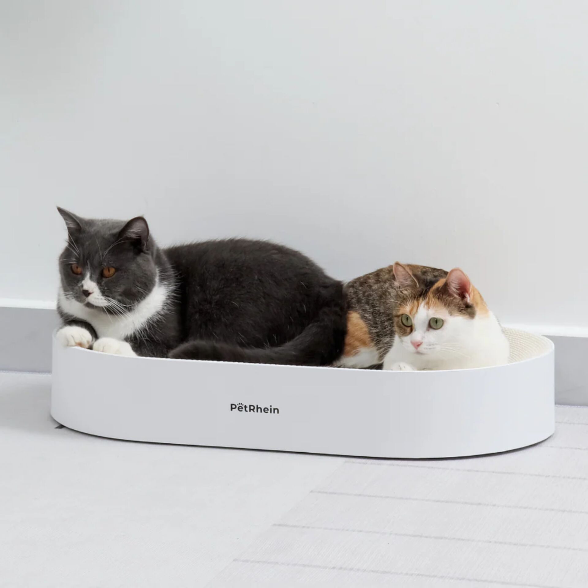 Tier, Haustier, Säugetier, Hund, Katze