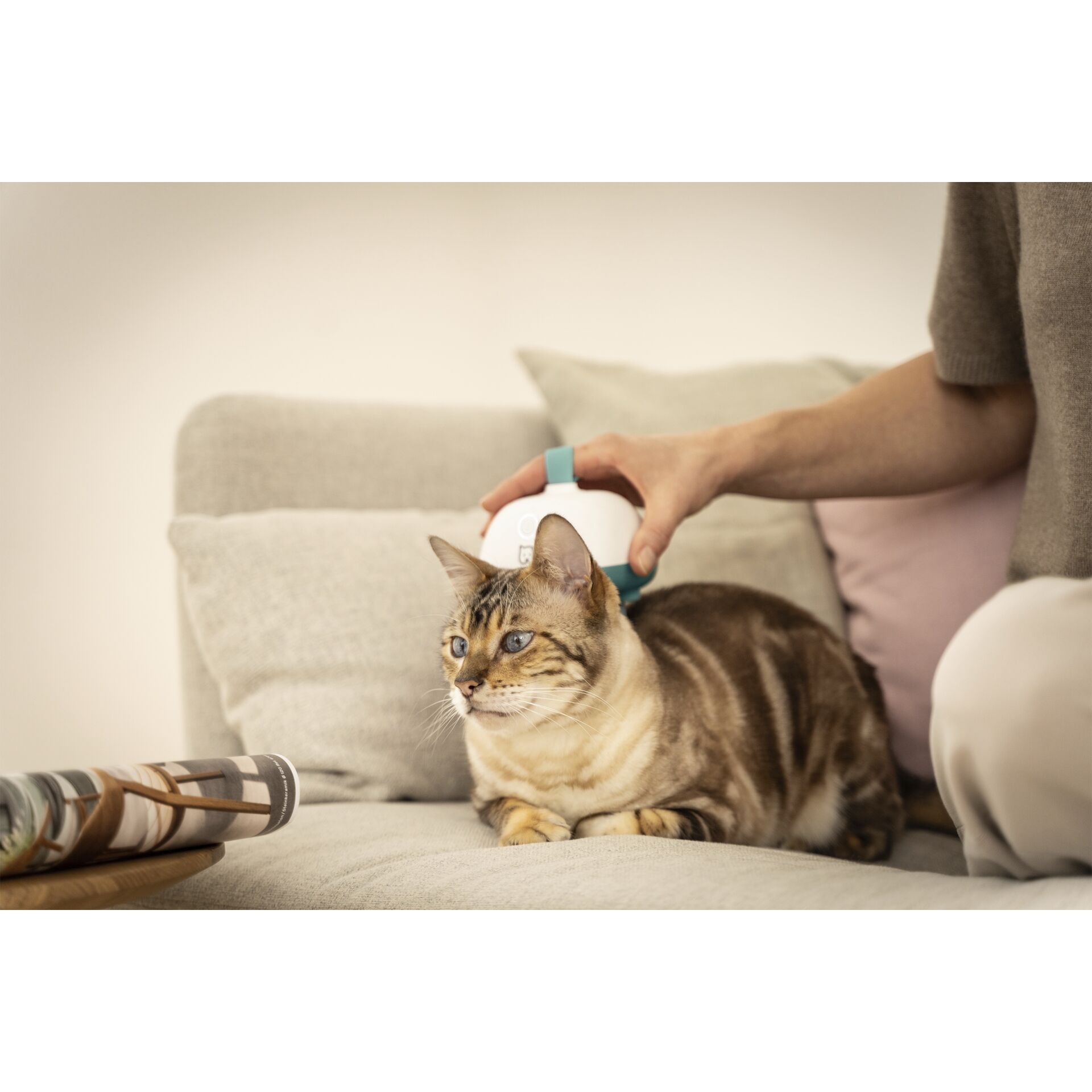 Couch, Kissen, Dekoration für Zuhause, Innenarchitektur, Katze