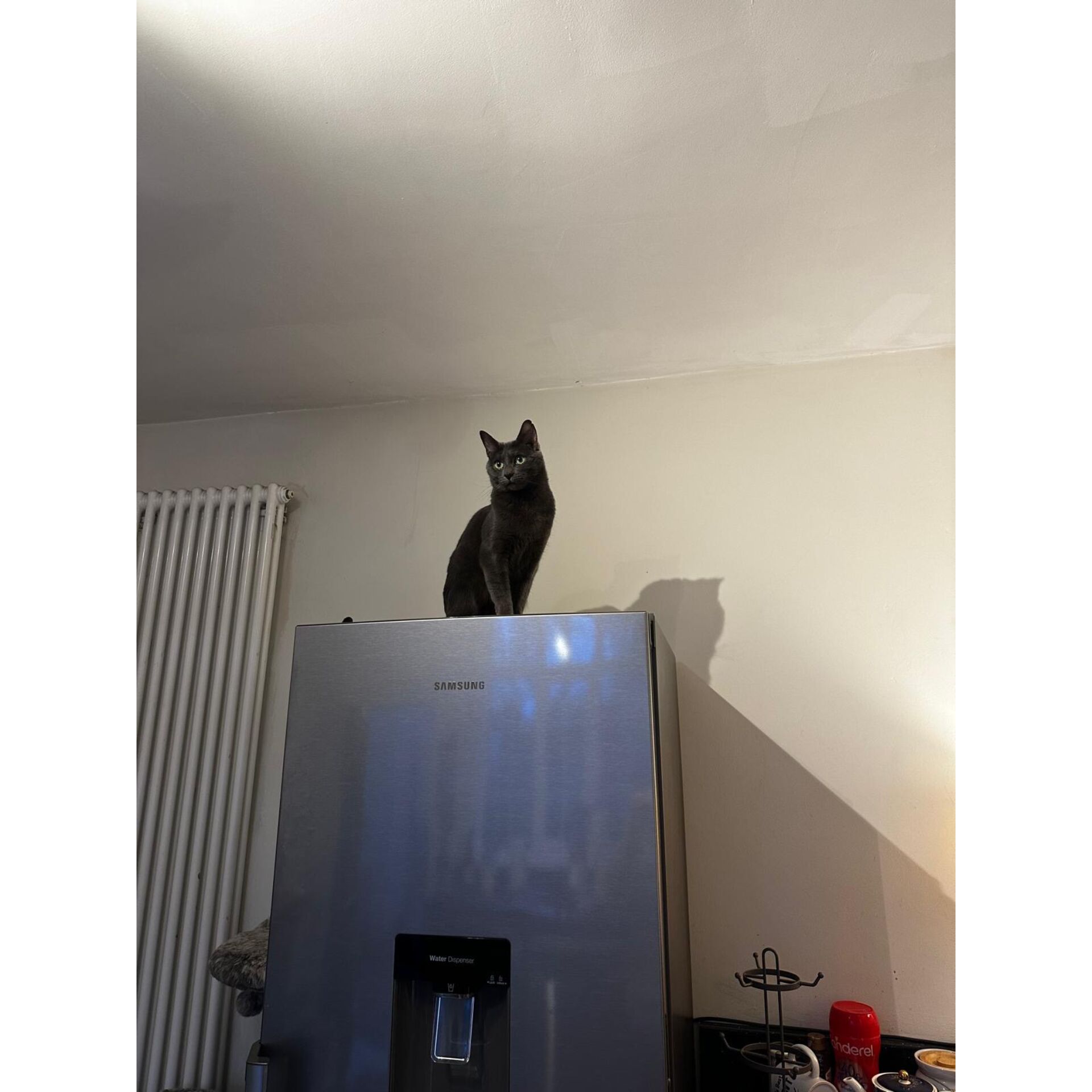 Drinnen, Innenarchitektur, Katze, Säugetier, Haustier