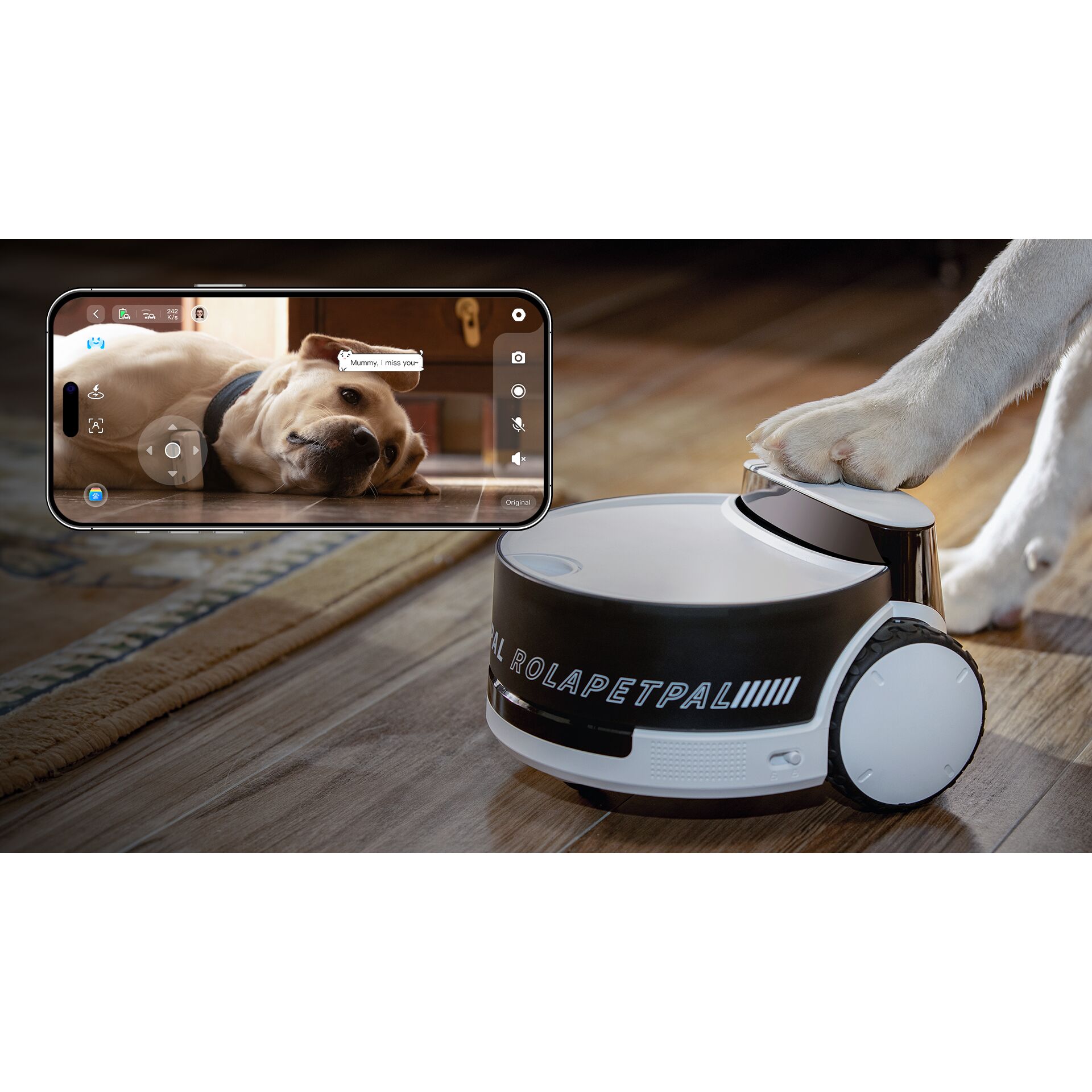 Hund, Säugetier, Handy, Telefon, Hund, Säugetier, Handy, Telefon