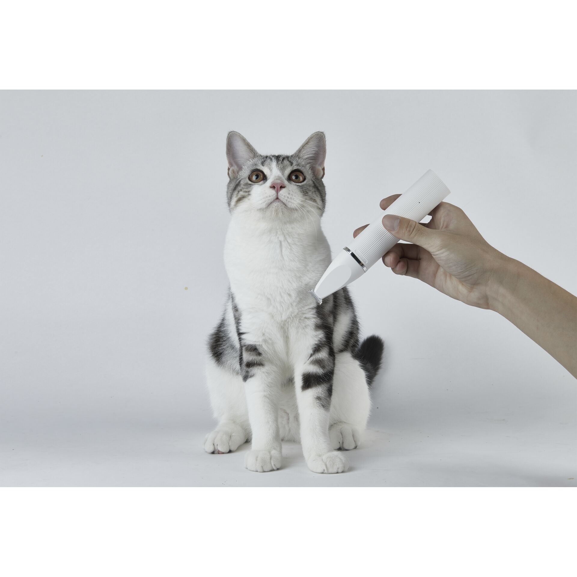 Tier, Katze, Säugetier, Haustier