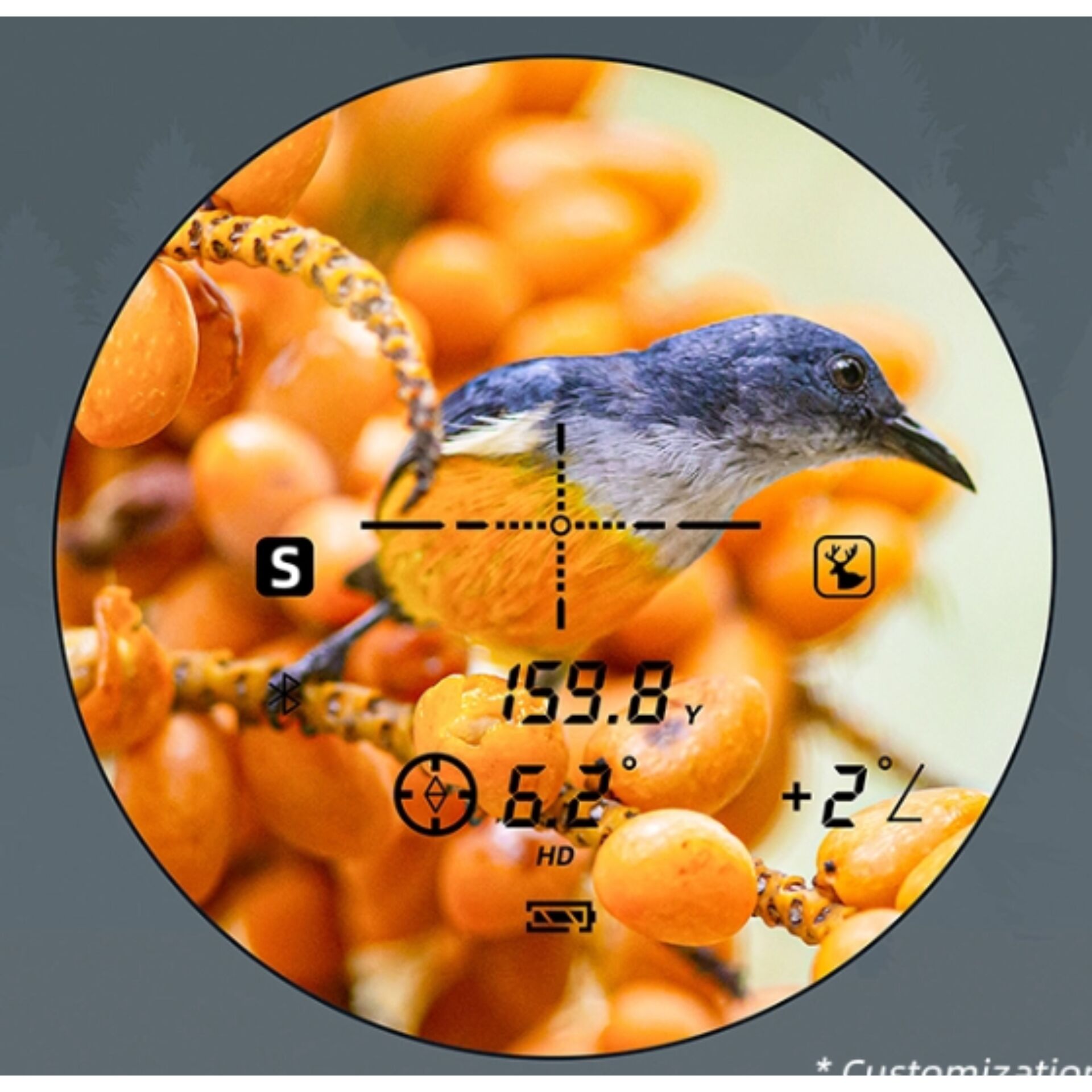 orange berries, Vogelbild, Zielfernrohr‑Retikel, Orangenschimmer, Wildlife Bild
