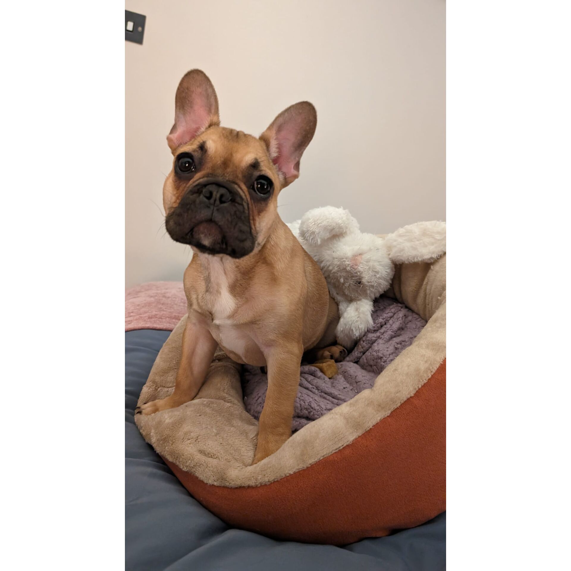 Tier, Hund, Säugetier, Haustier