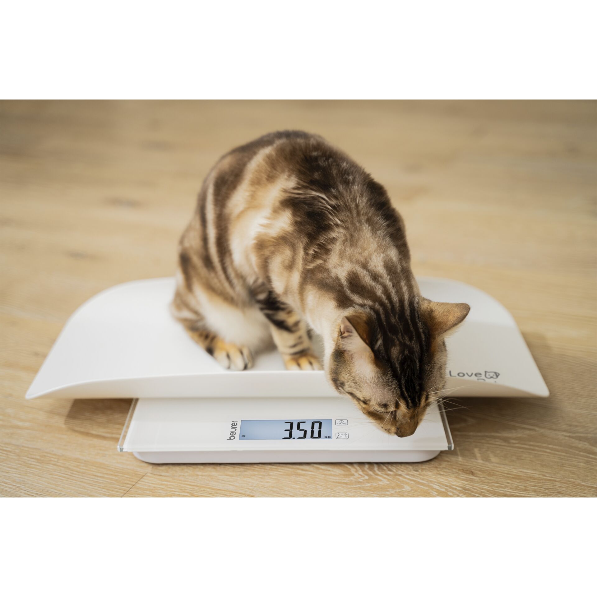 Elektronik, Bildschirm, Überwachen, Katze, Haustier