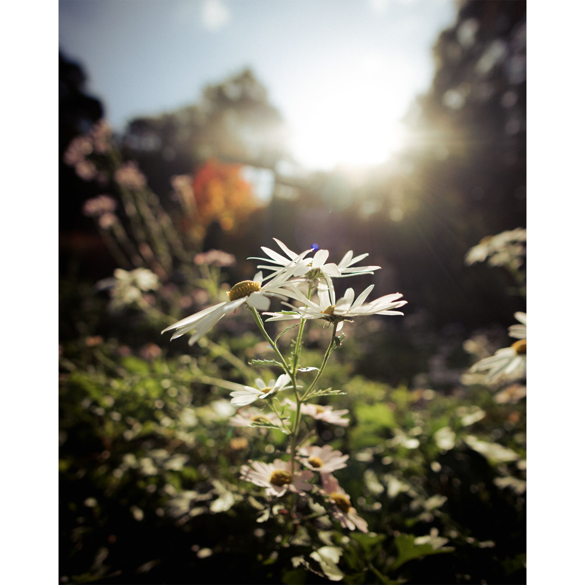 Gänseblümchen, Blume, Aufflackern, Sonnenlicht, Blütenblatt