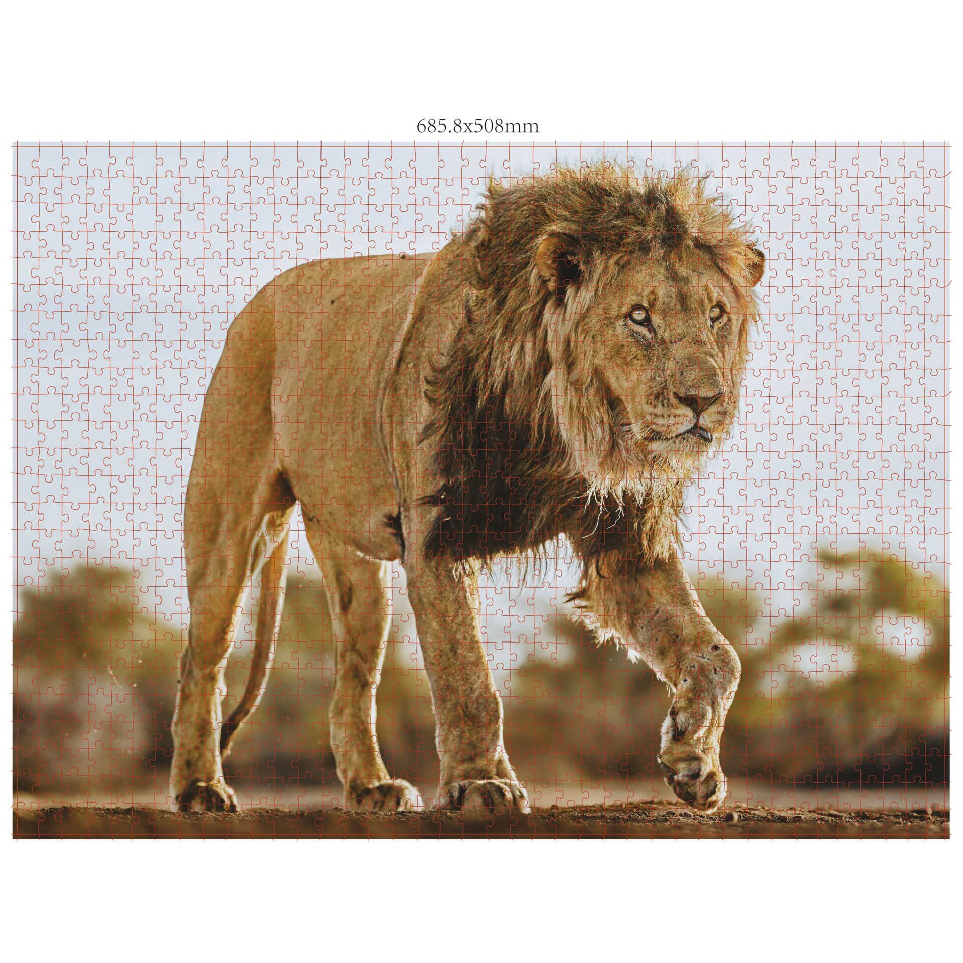 Tier, Löwe, Säugetier, Tierwelt