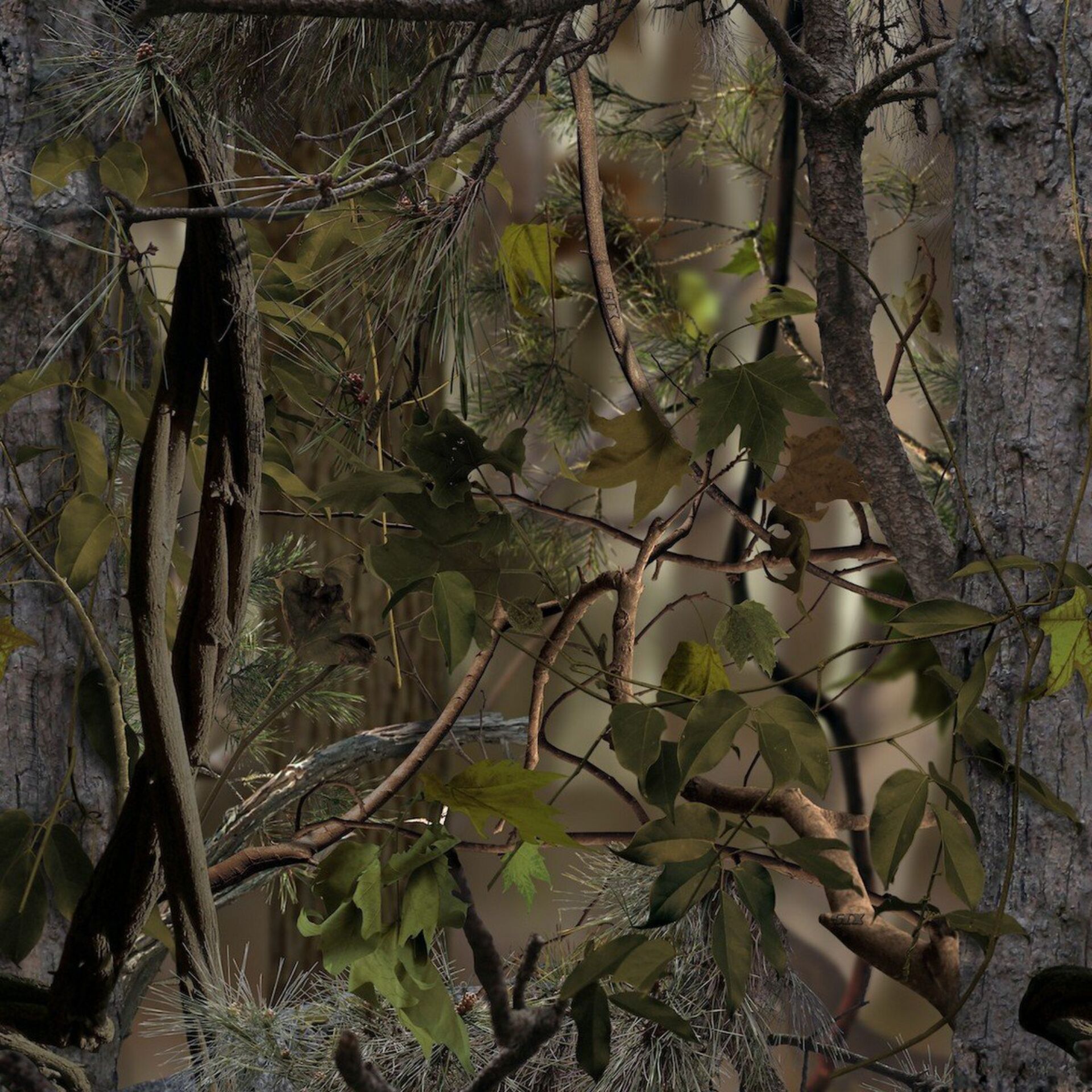 Baum, Baumstamm, Blatt, Vegetation, Dschungel