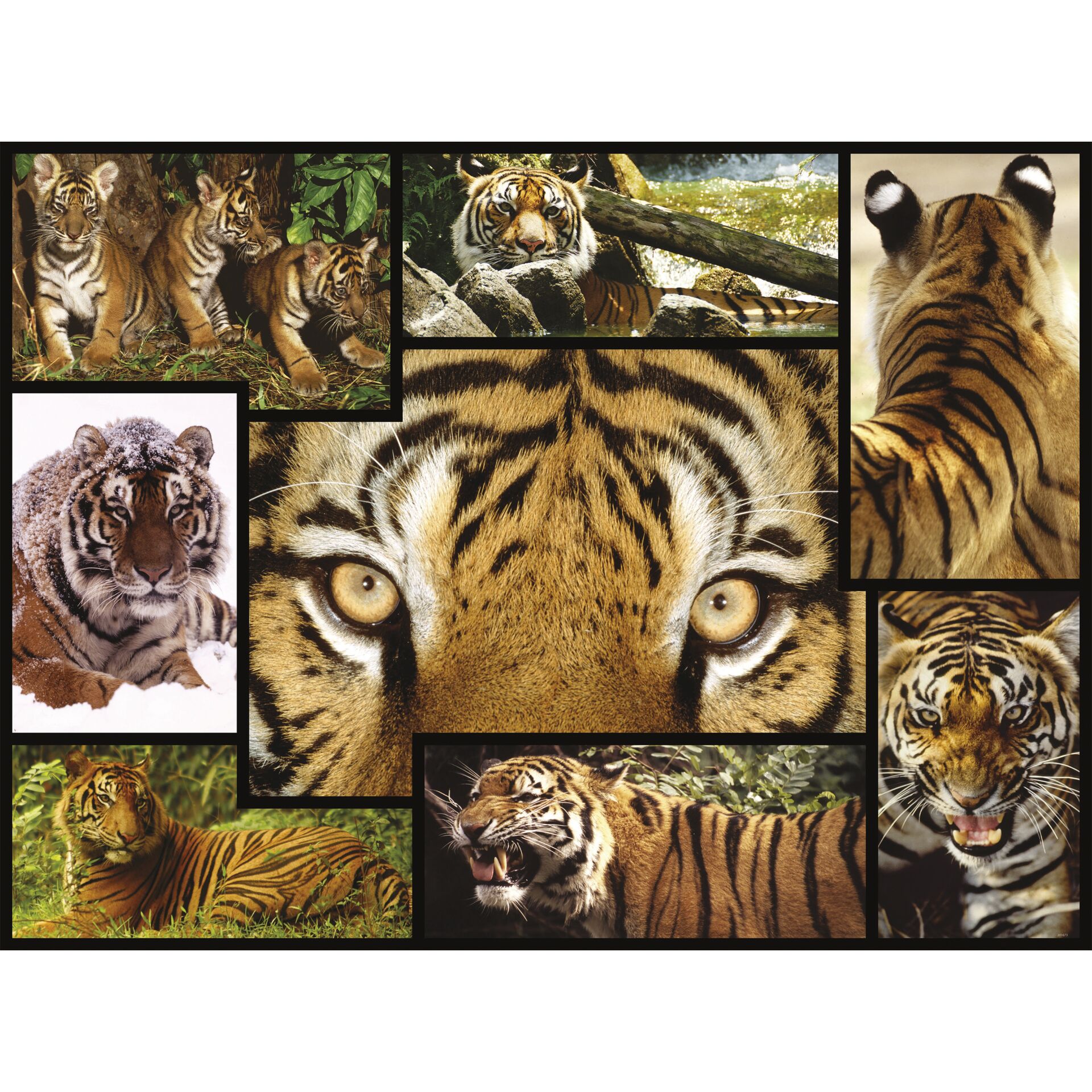 Tier, Säugetier, Tiger, Tierwelt