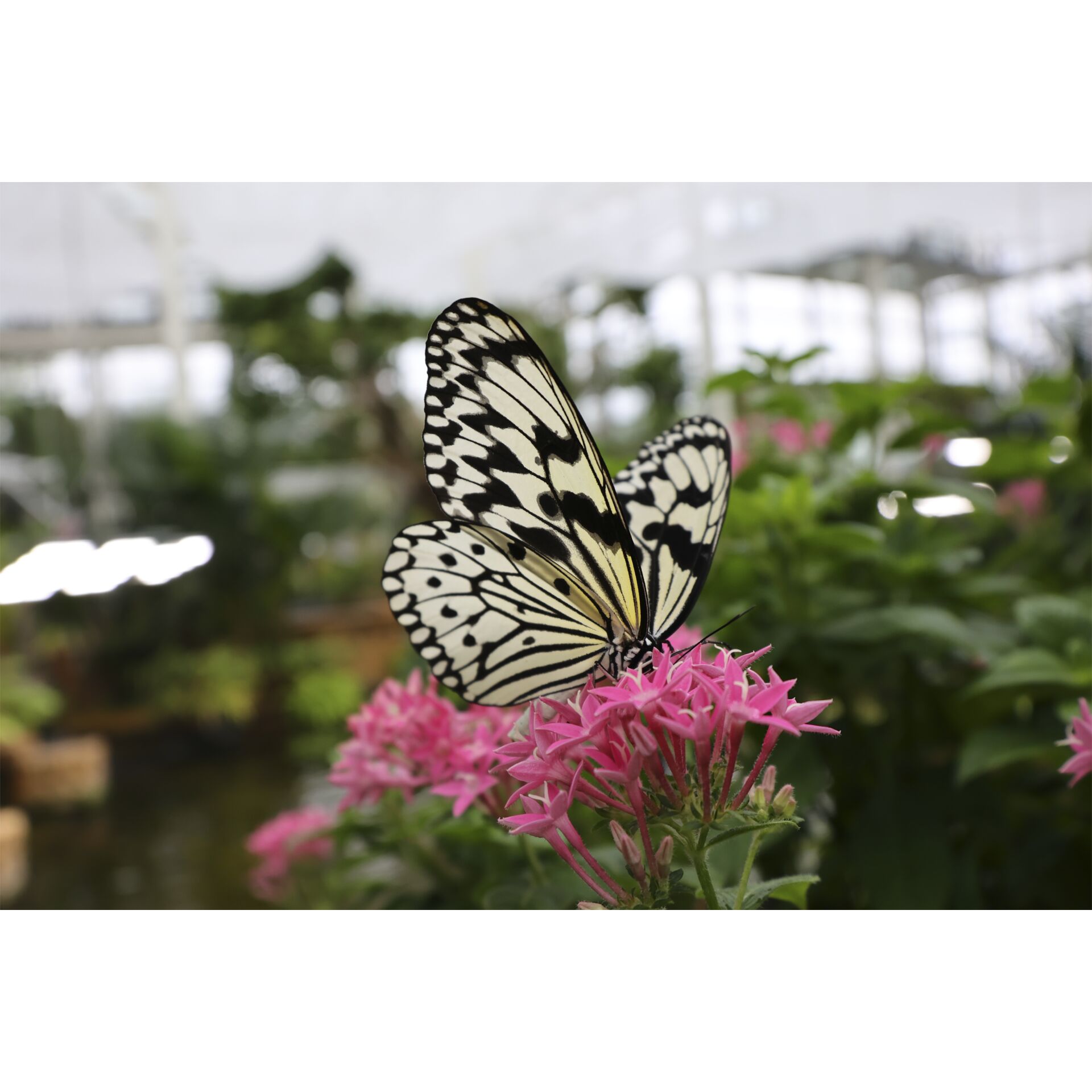 Blume, Geranie, Pflanze, Blütenblatt, Tier