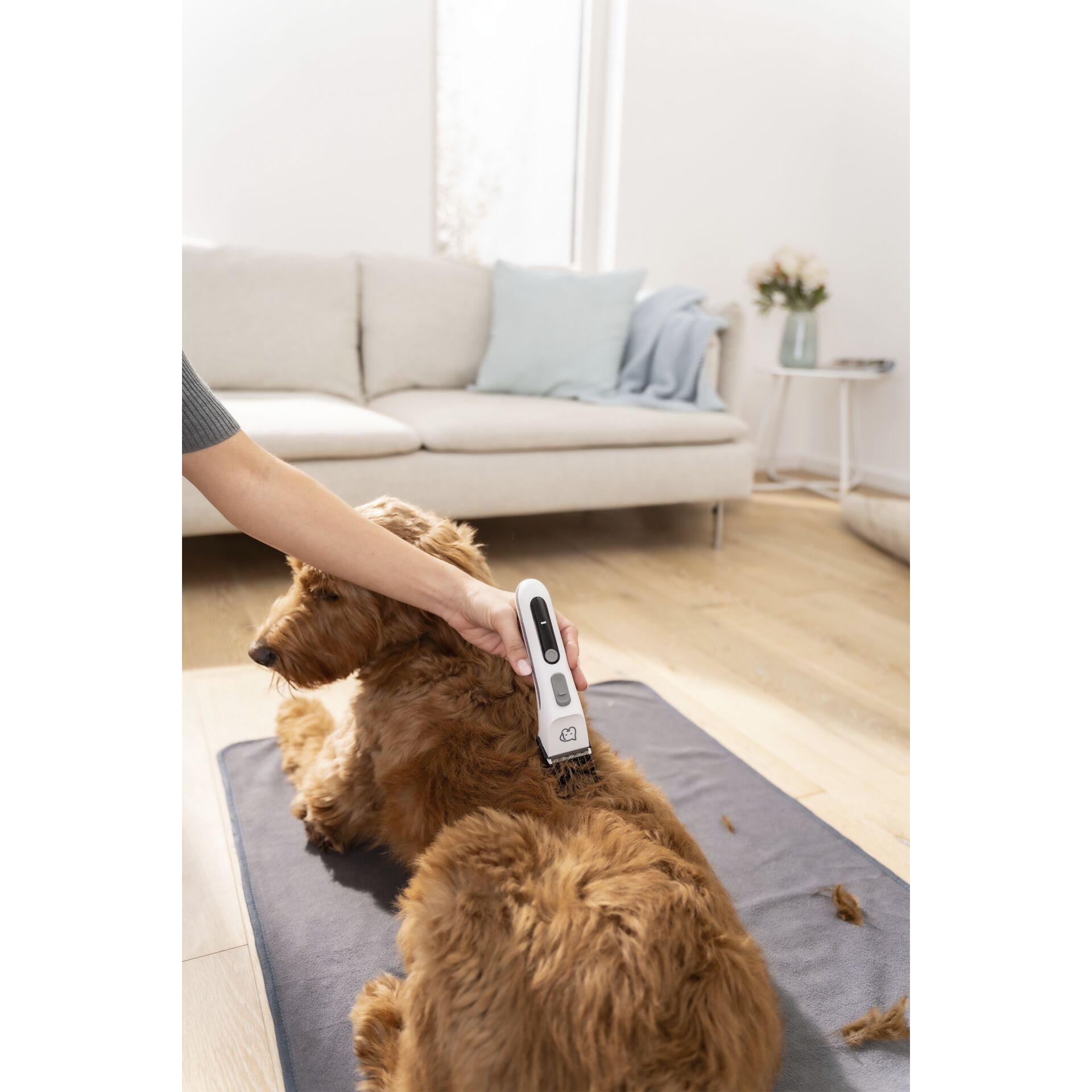 Drinnen, Innenarchitektur, Hund, Haustier