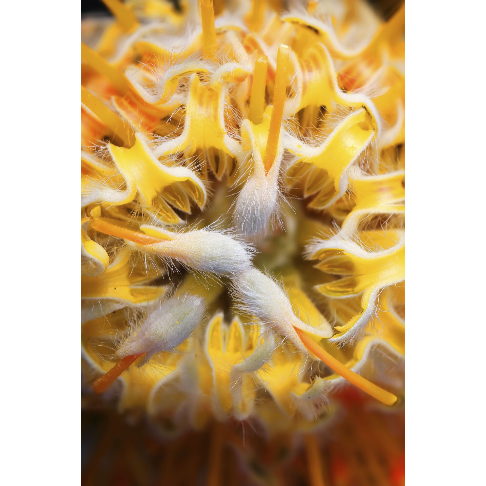 Blütenstaub, Riff, Blume, Eine andere, Korallenriff