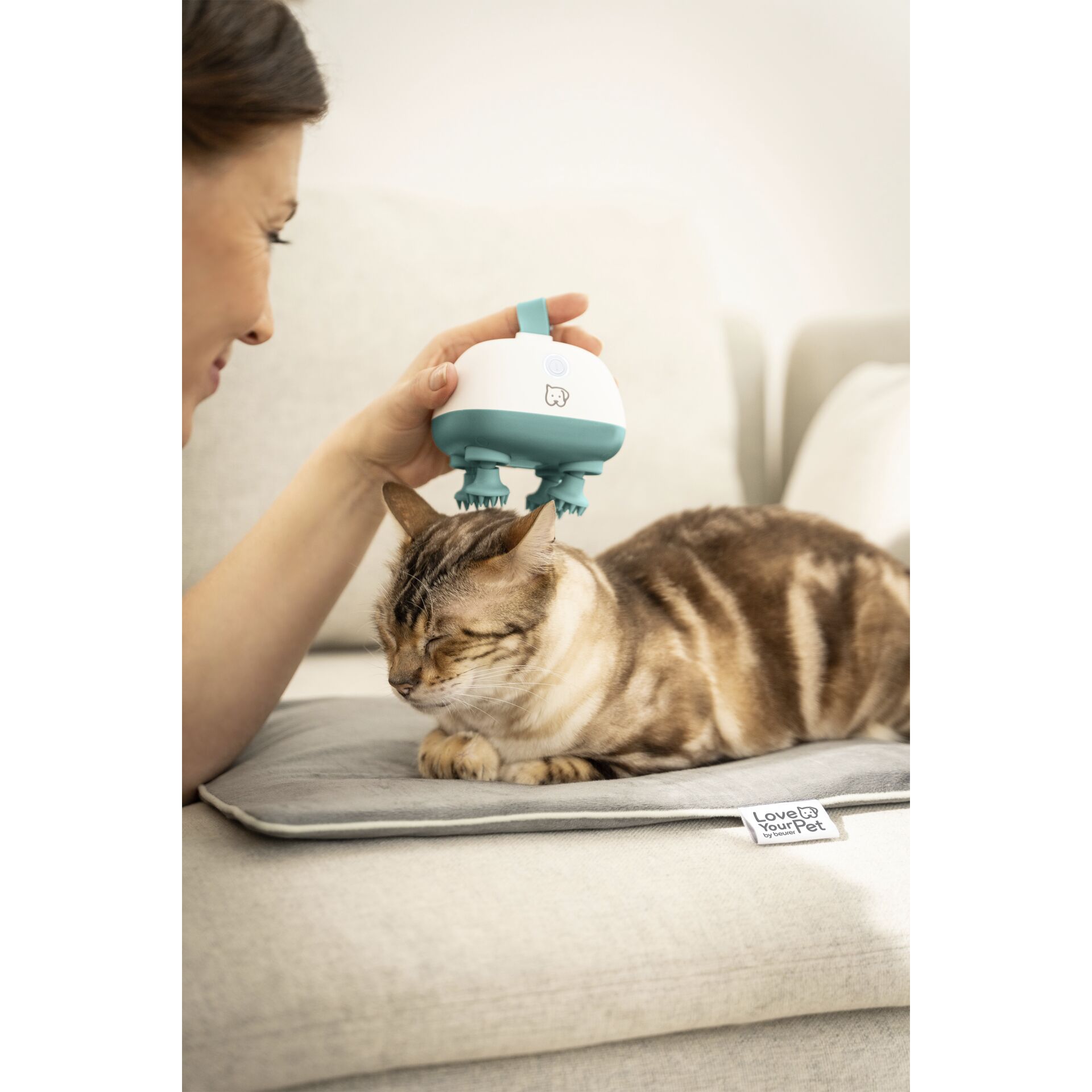 Tier, Katze, Säugetier, Haustier