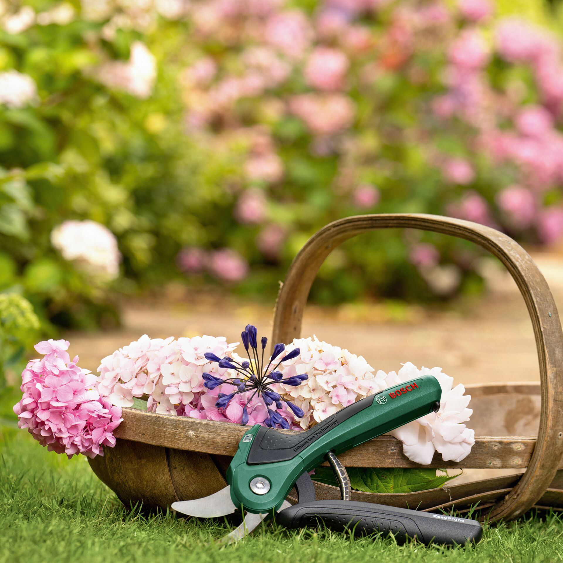 Garten, Natur, Draußen, Lustig